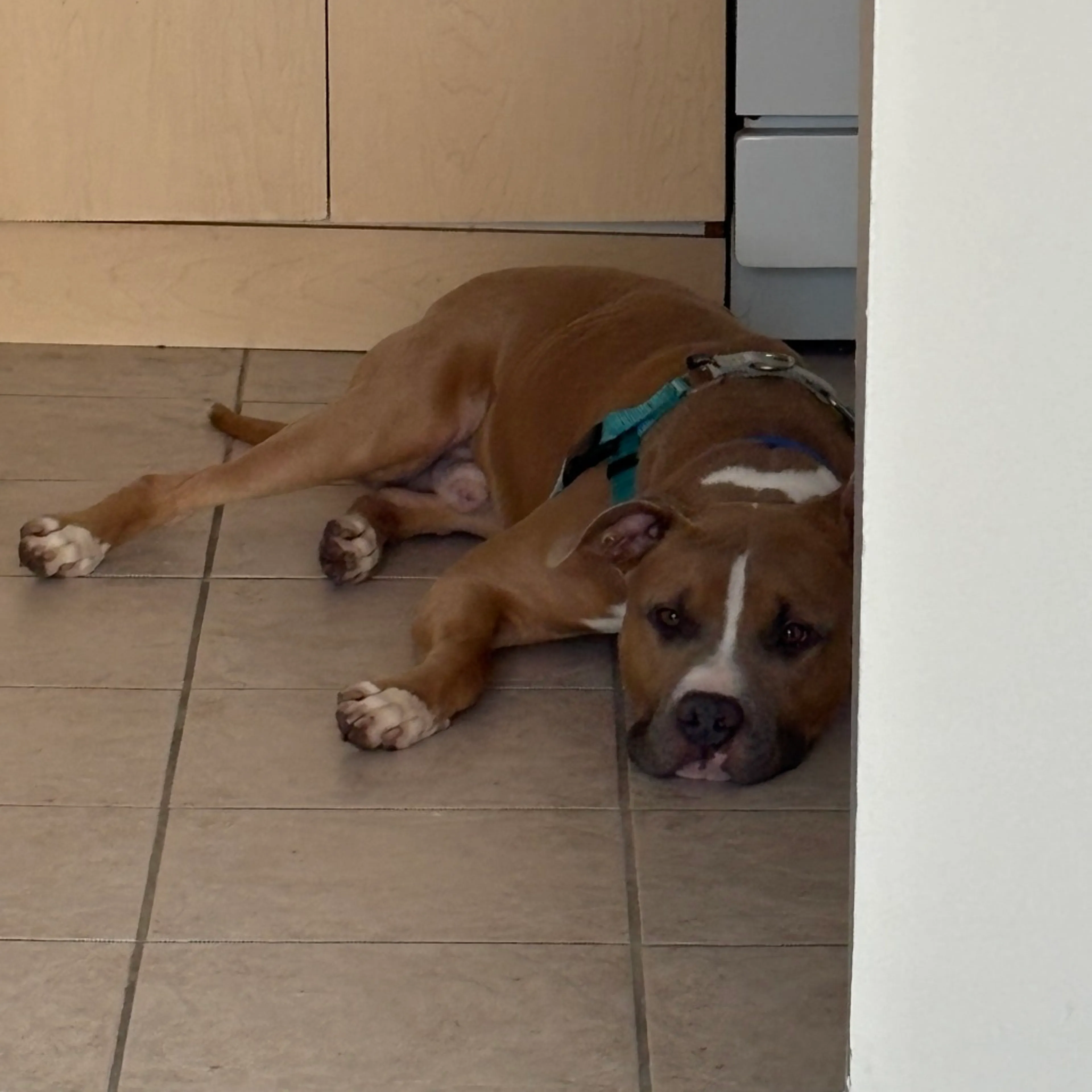 Found pet-8