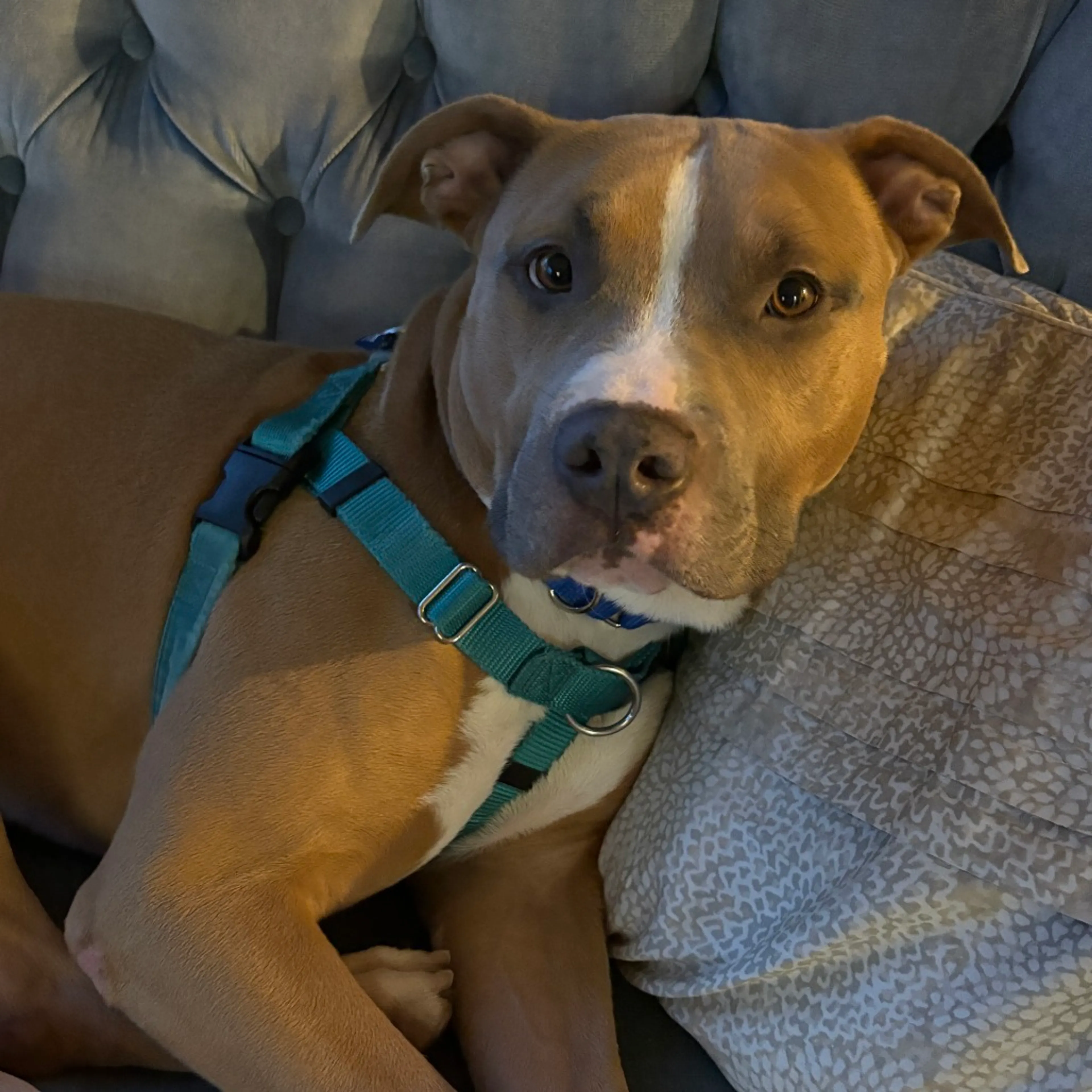 Found pet-4
