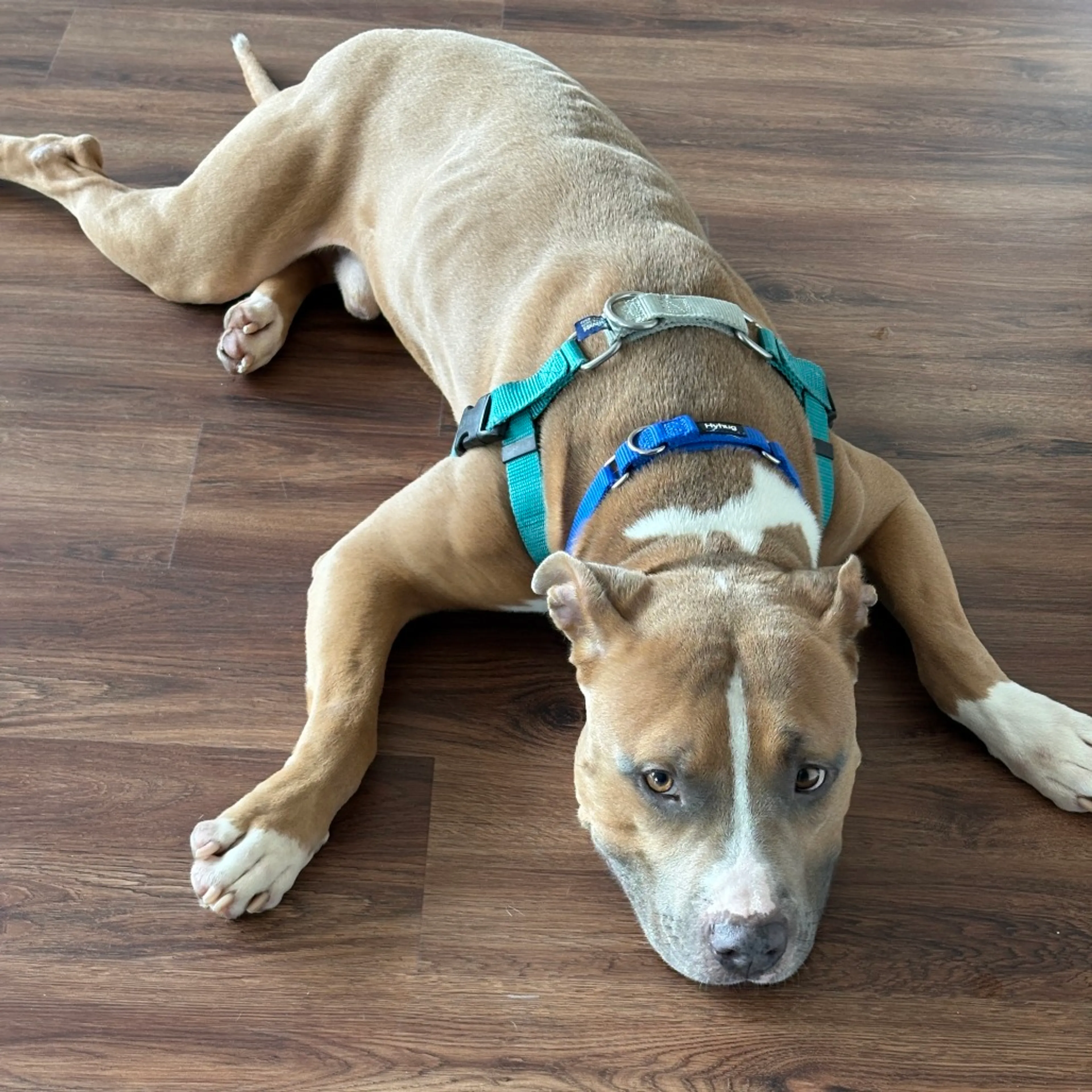 Found pet-3
