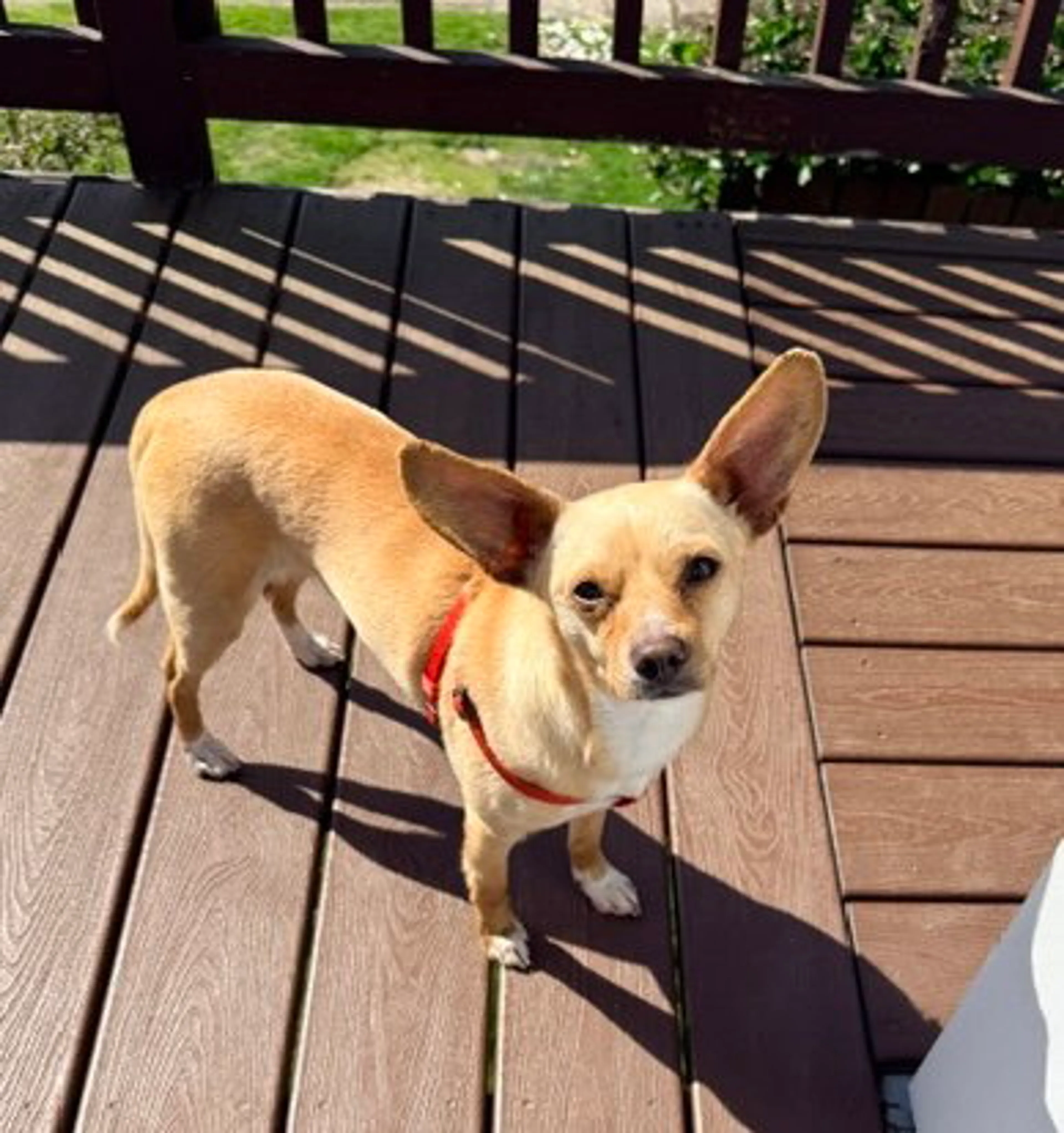 Found pet-2