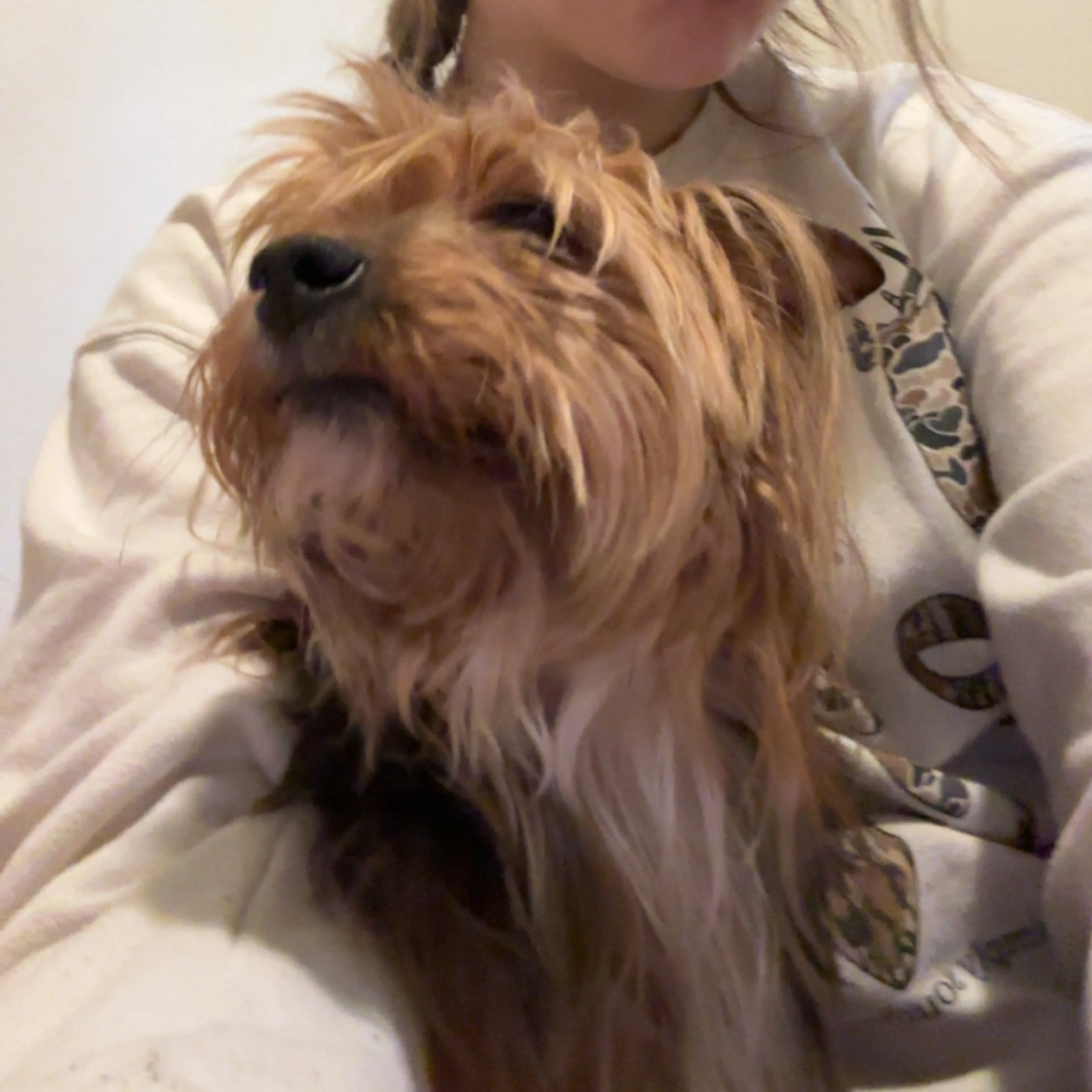 Lost pet-3