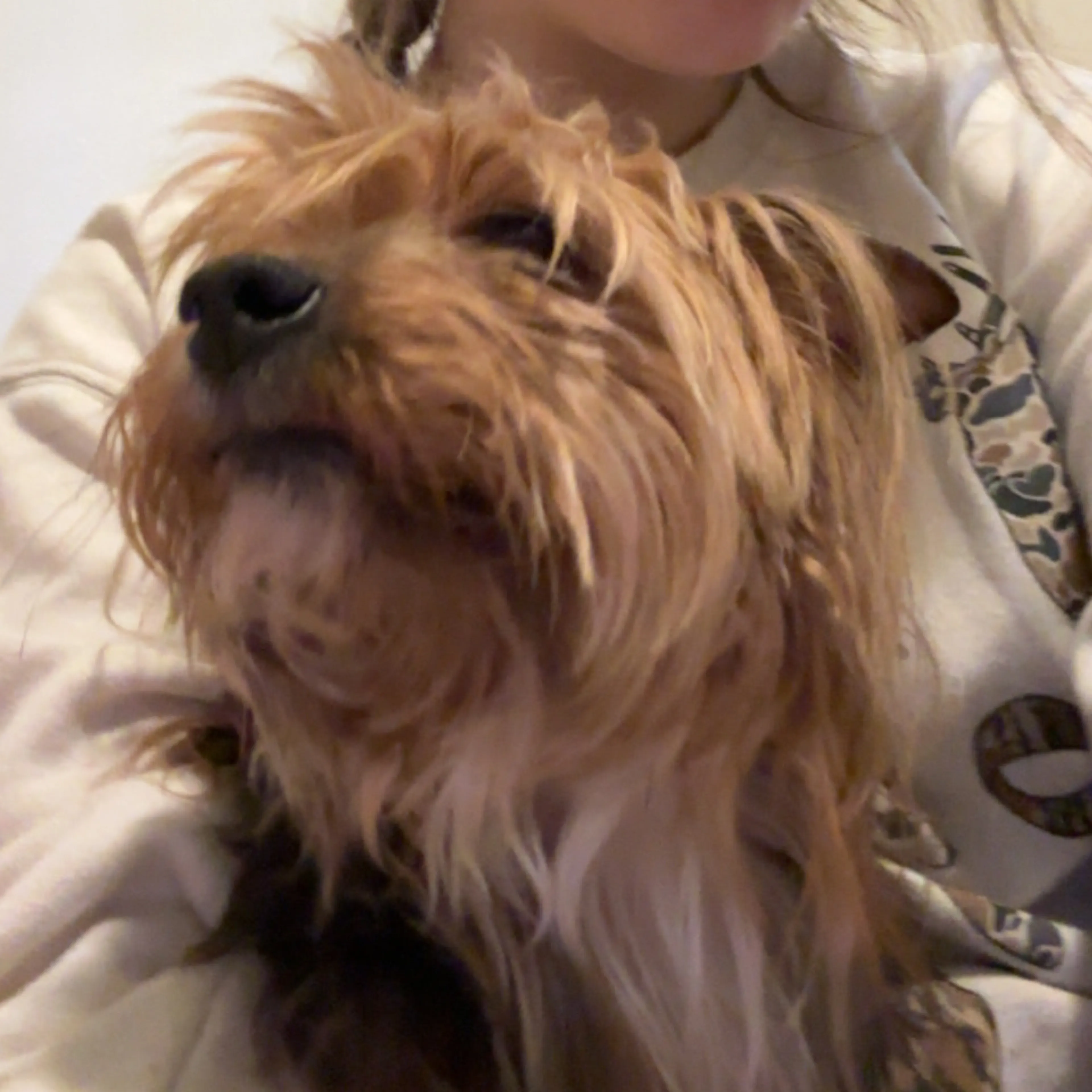 Lost pet-0