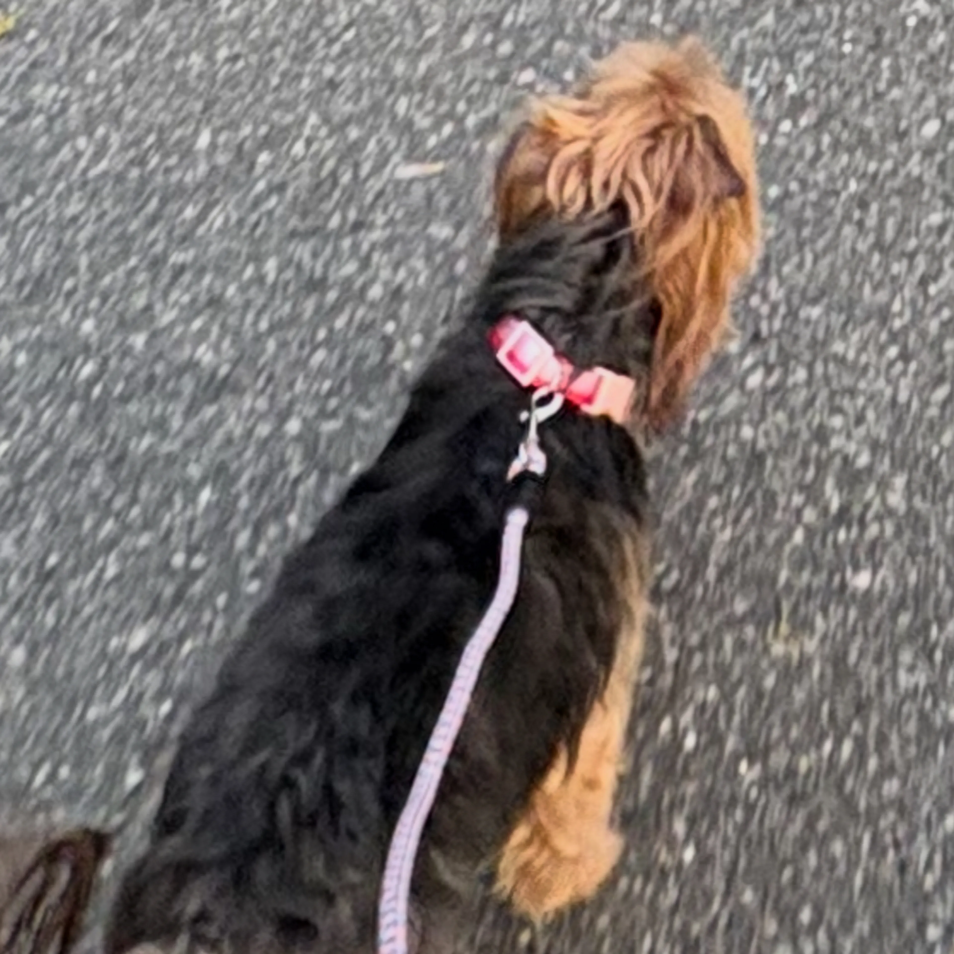 Lost pet-1