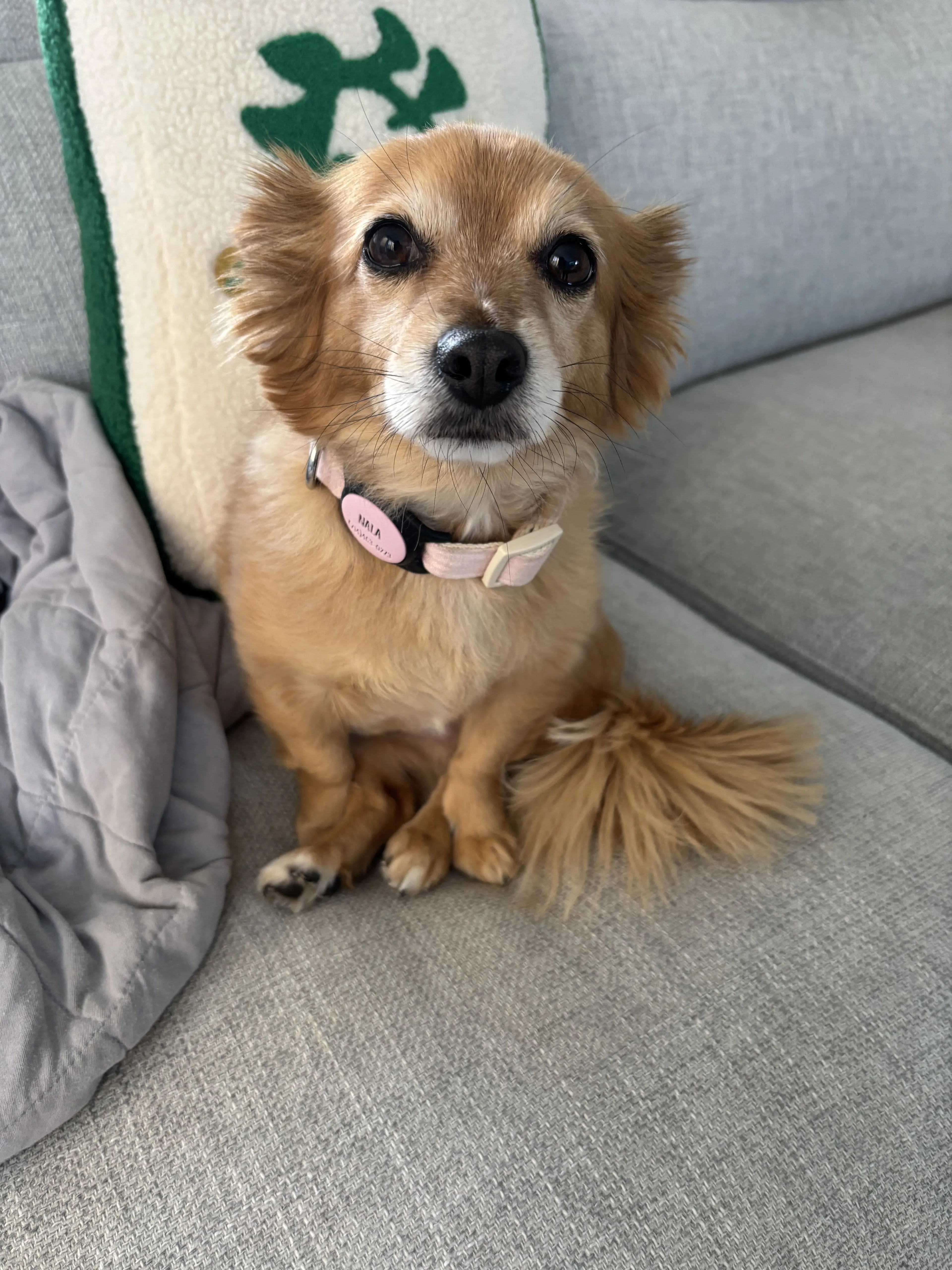 Lost pet