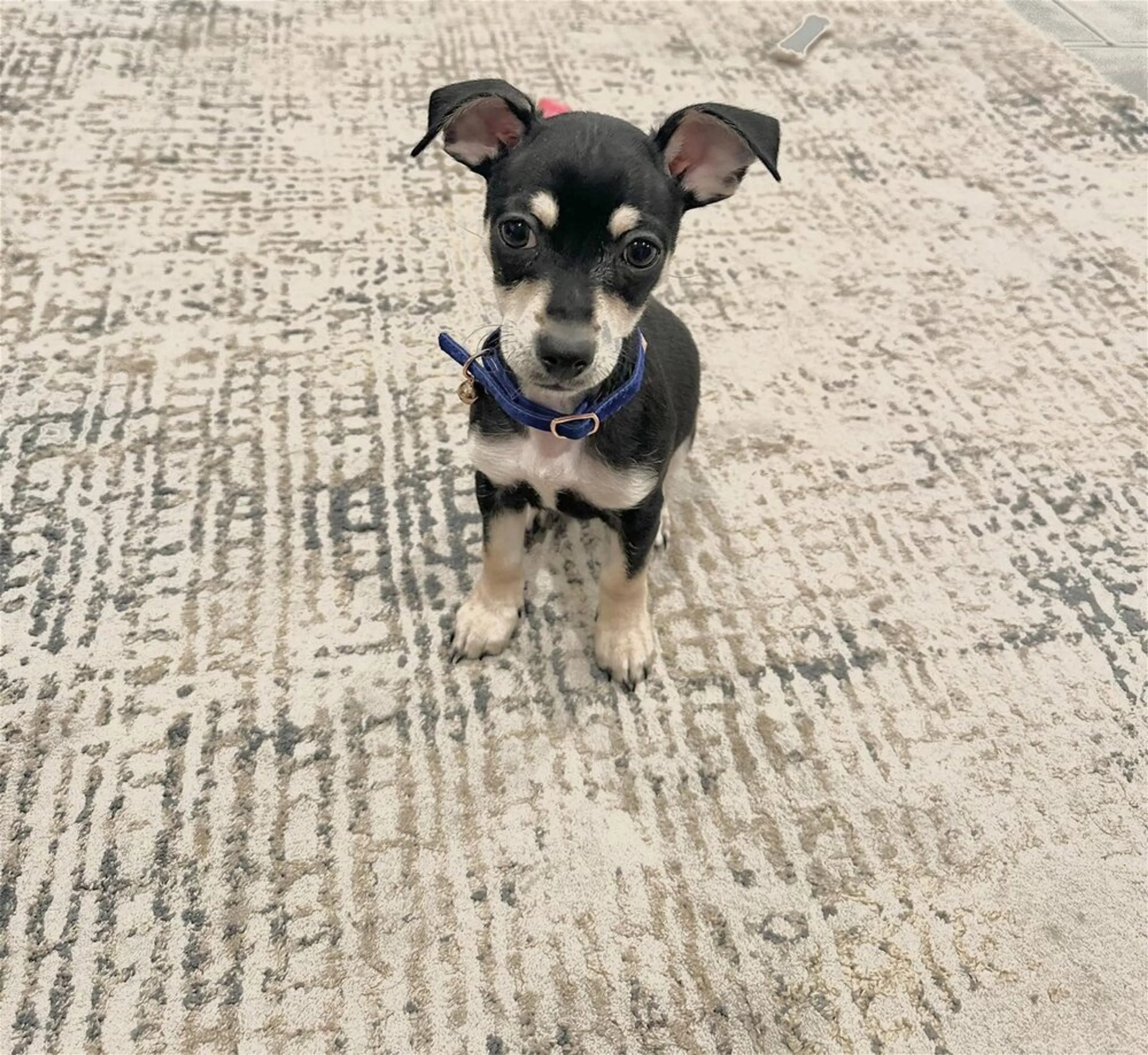 Found pet-1
