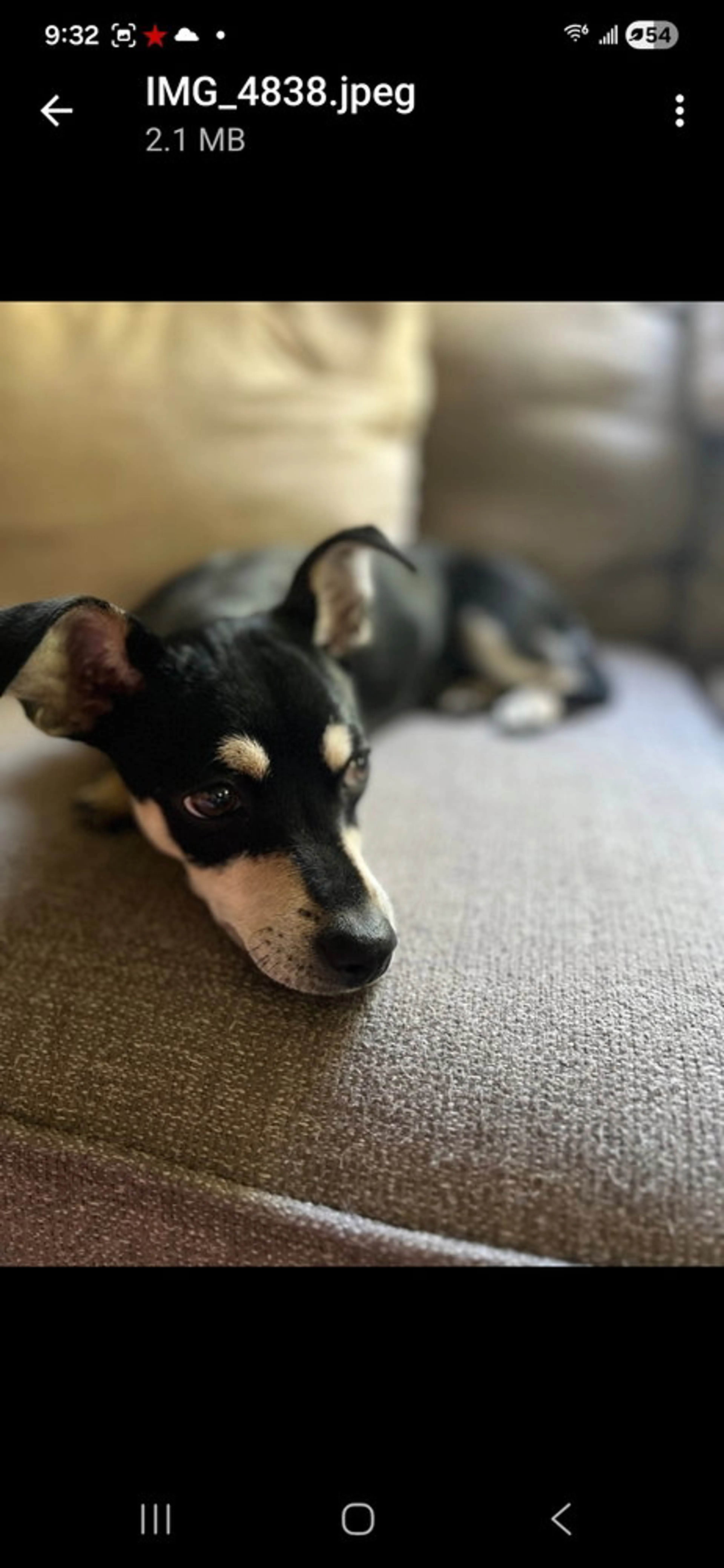 Found pet-3
