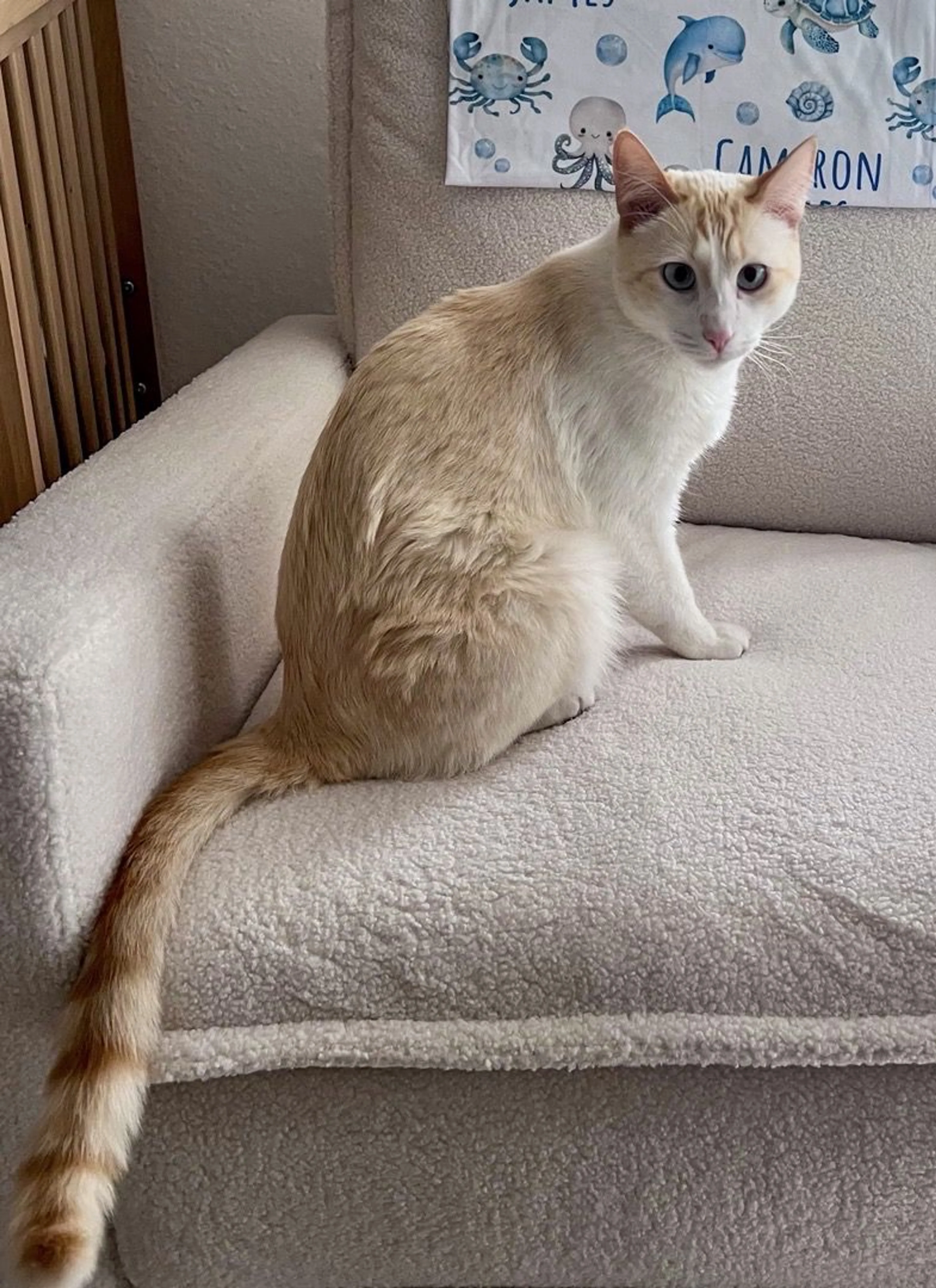 Lost pet-1