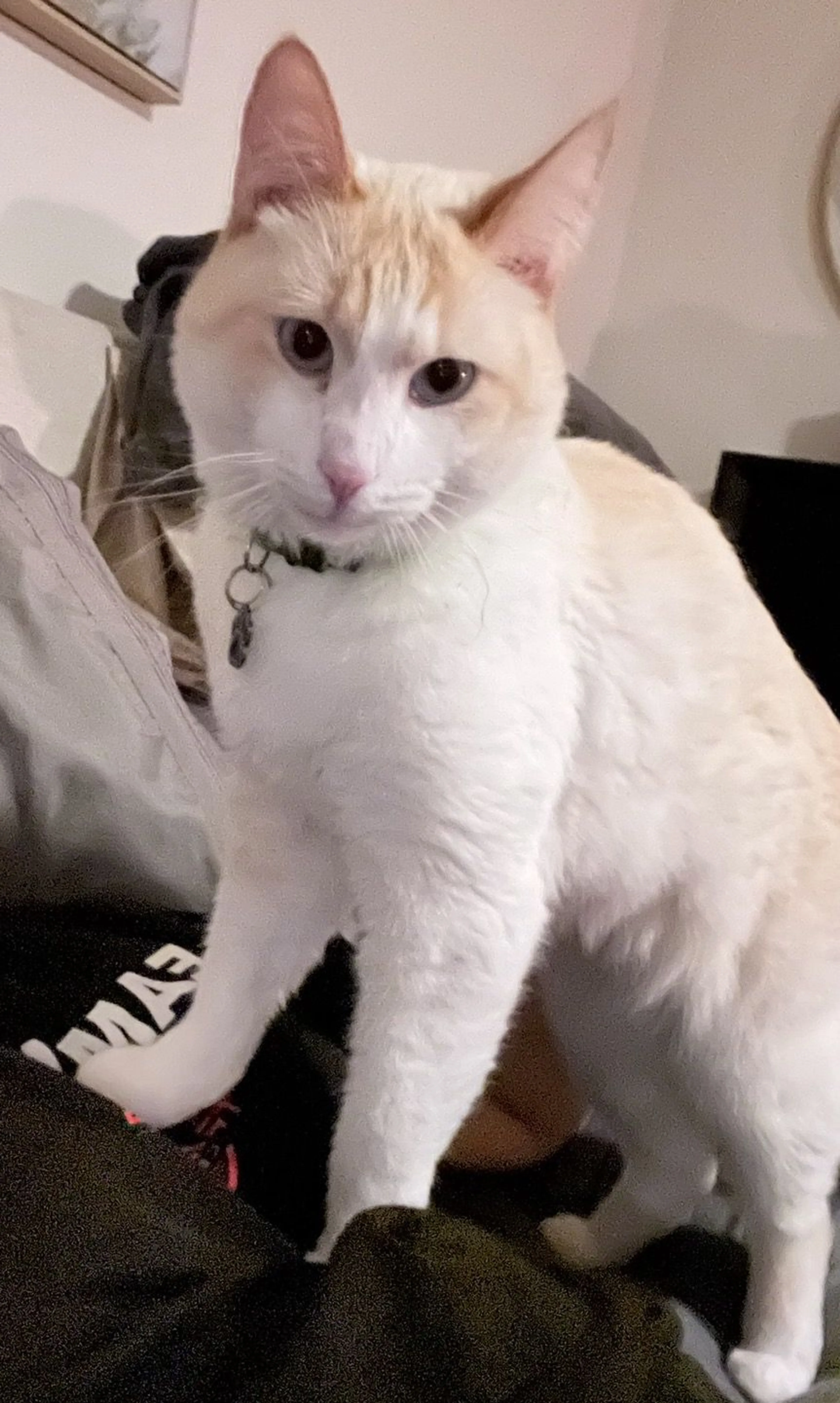 Lost pet-0