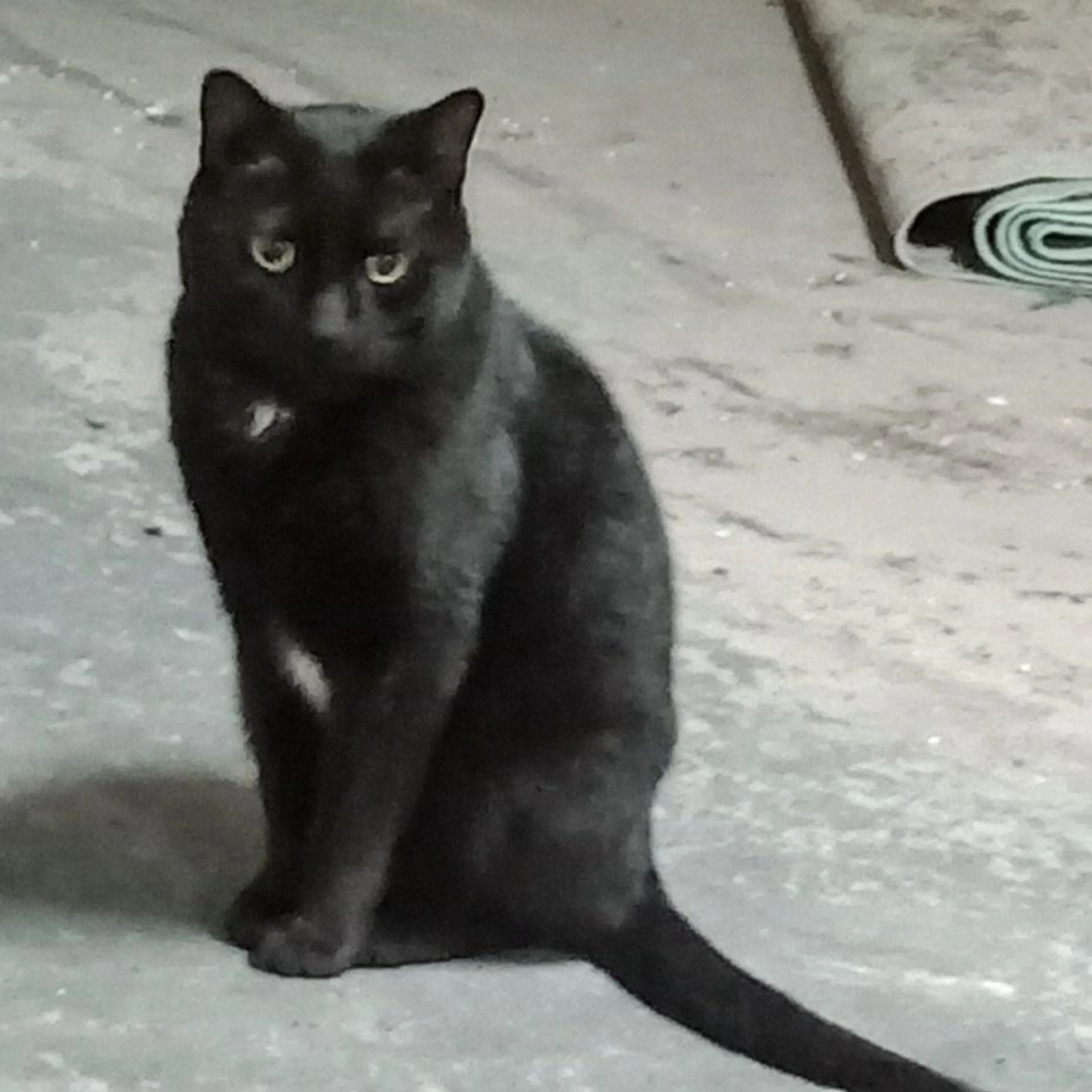 Lost pet