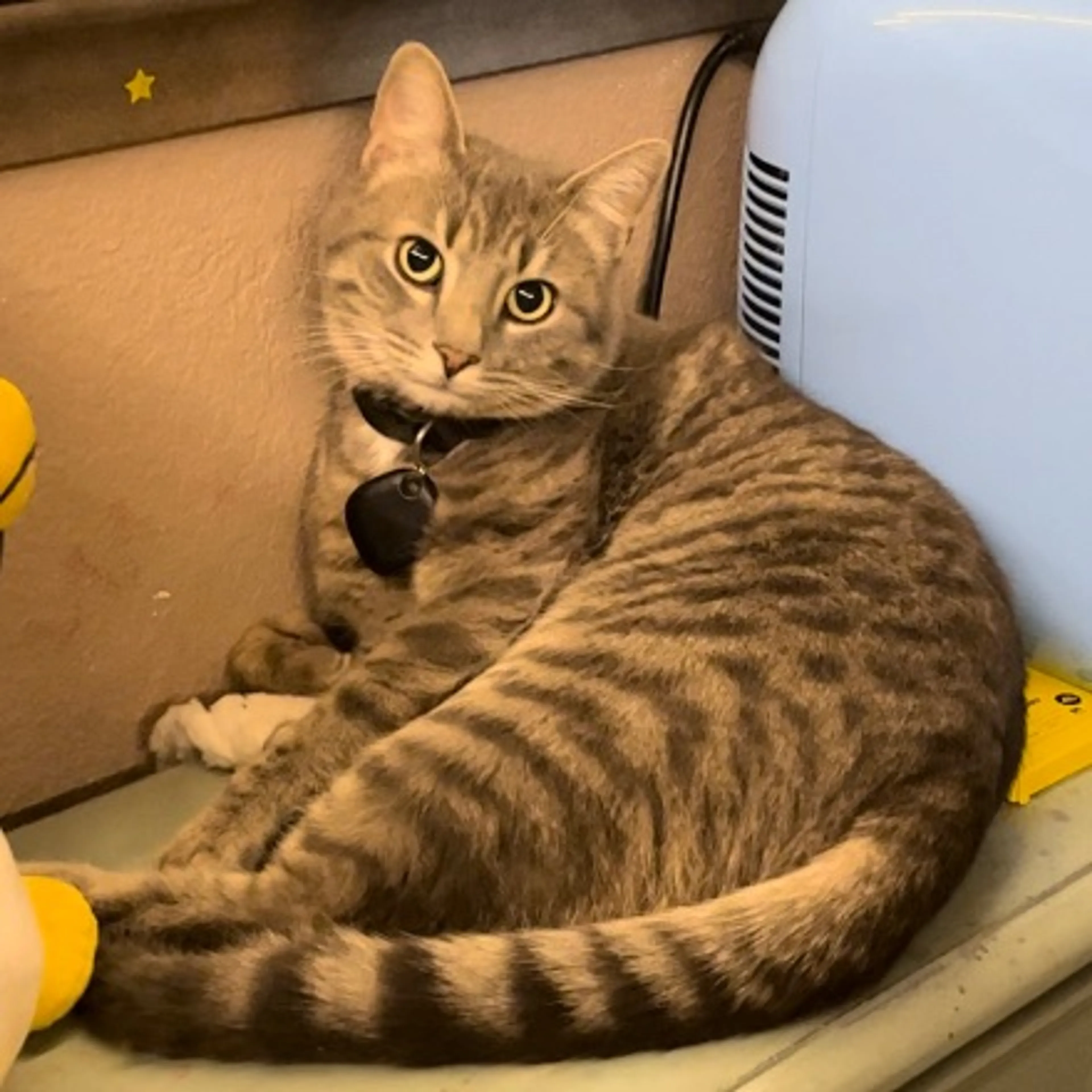 Lost pet