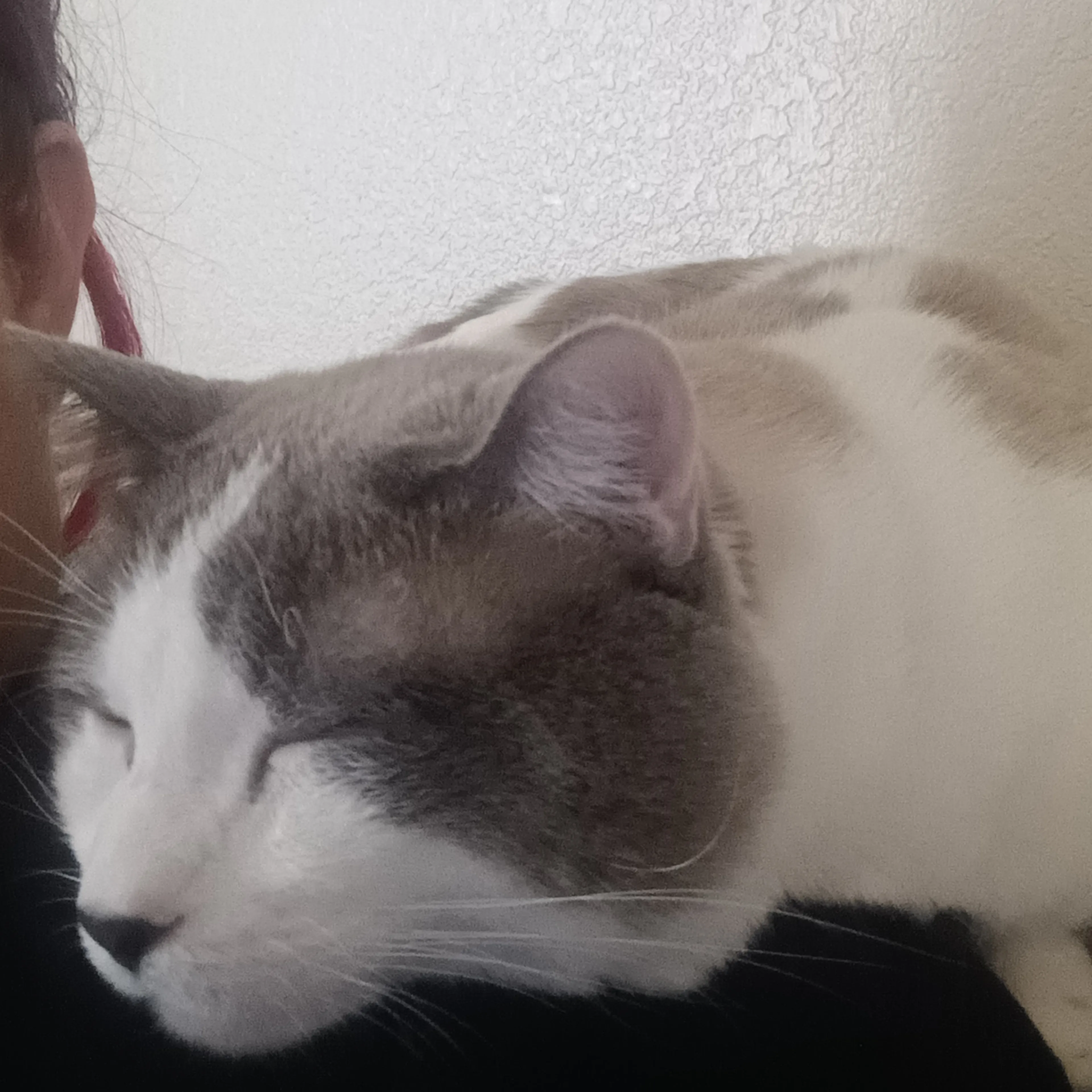 Lost pet-1