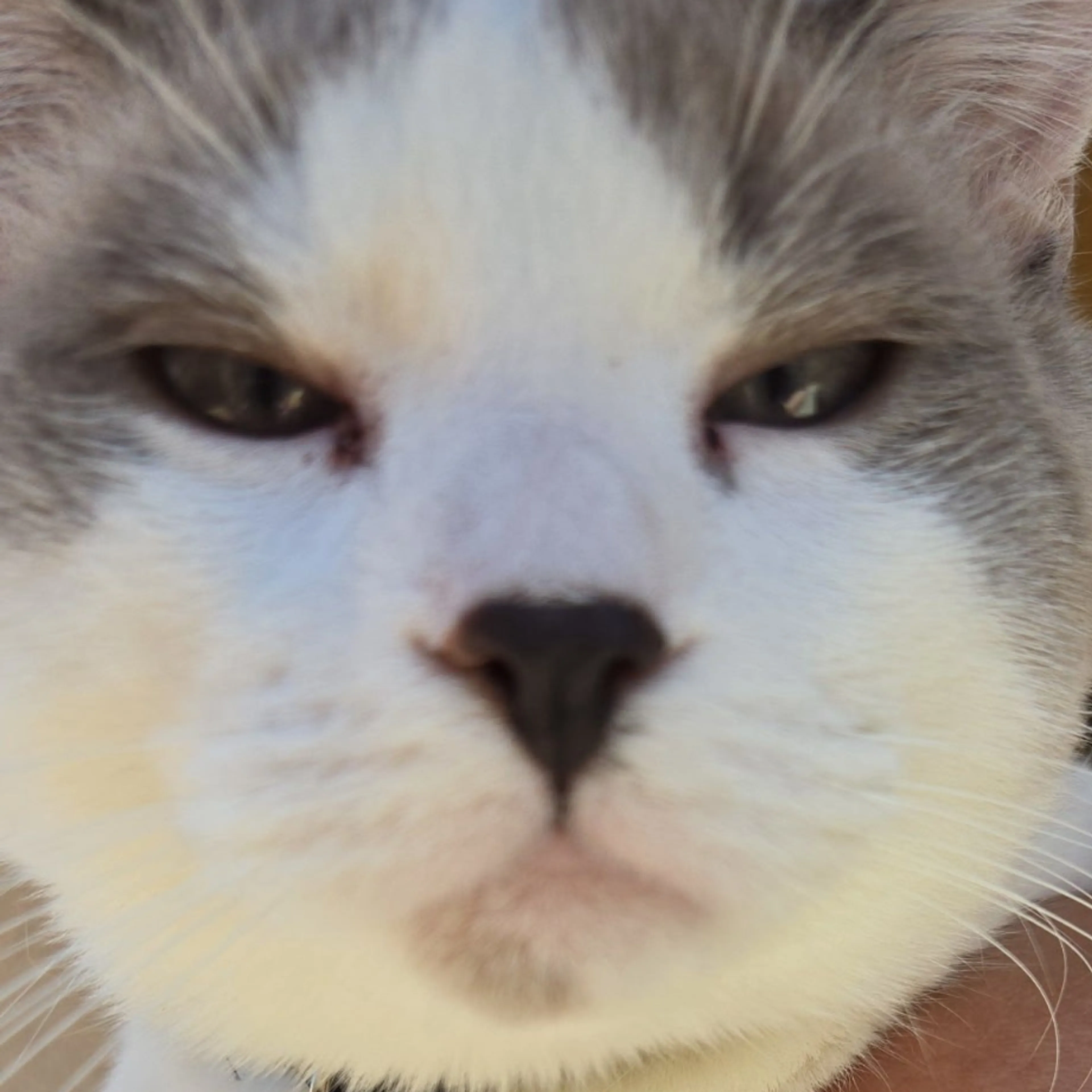Lost pet-2