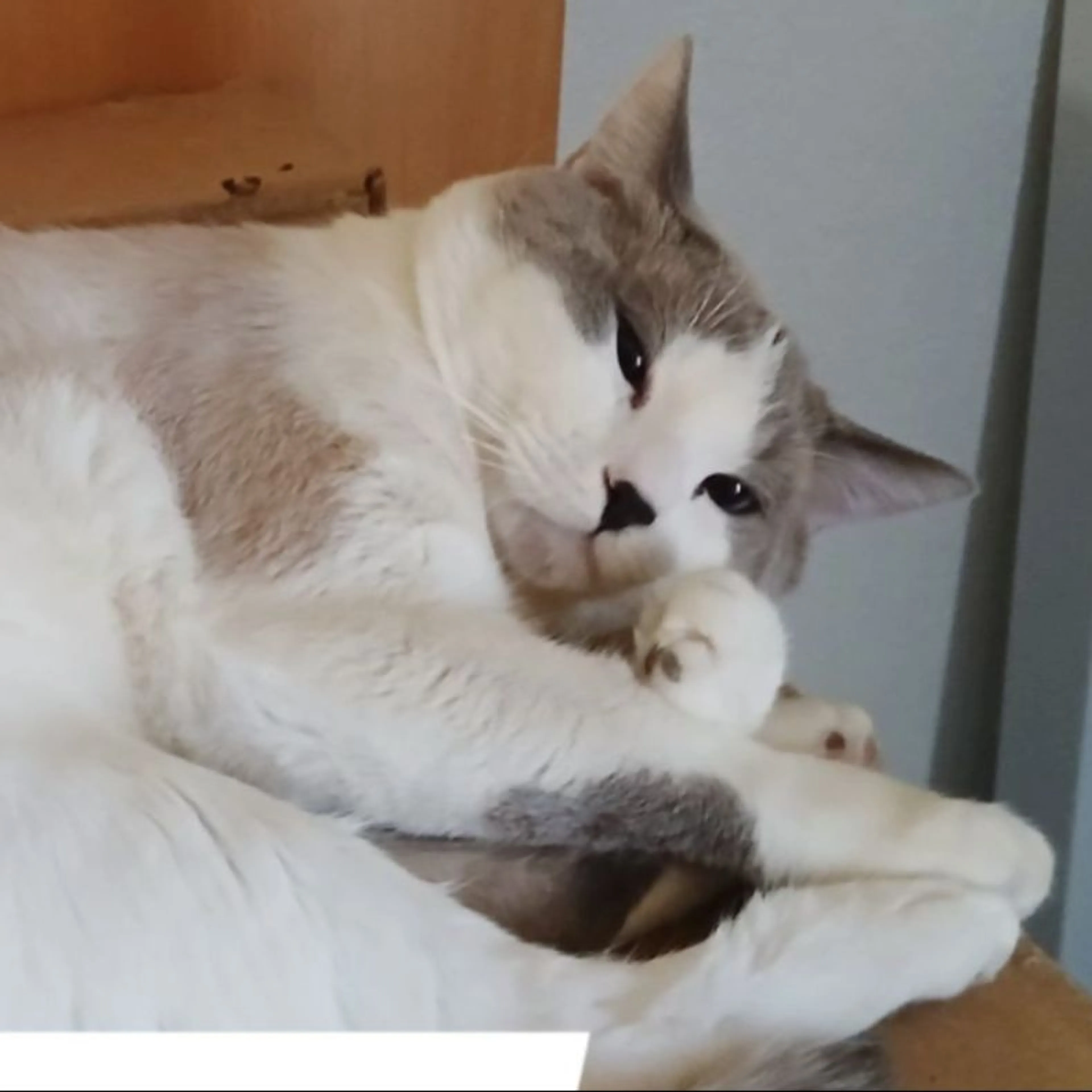 Lost pet-0