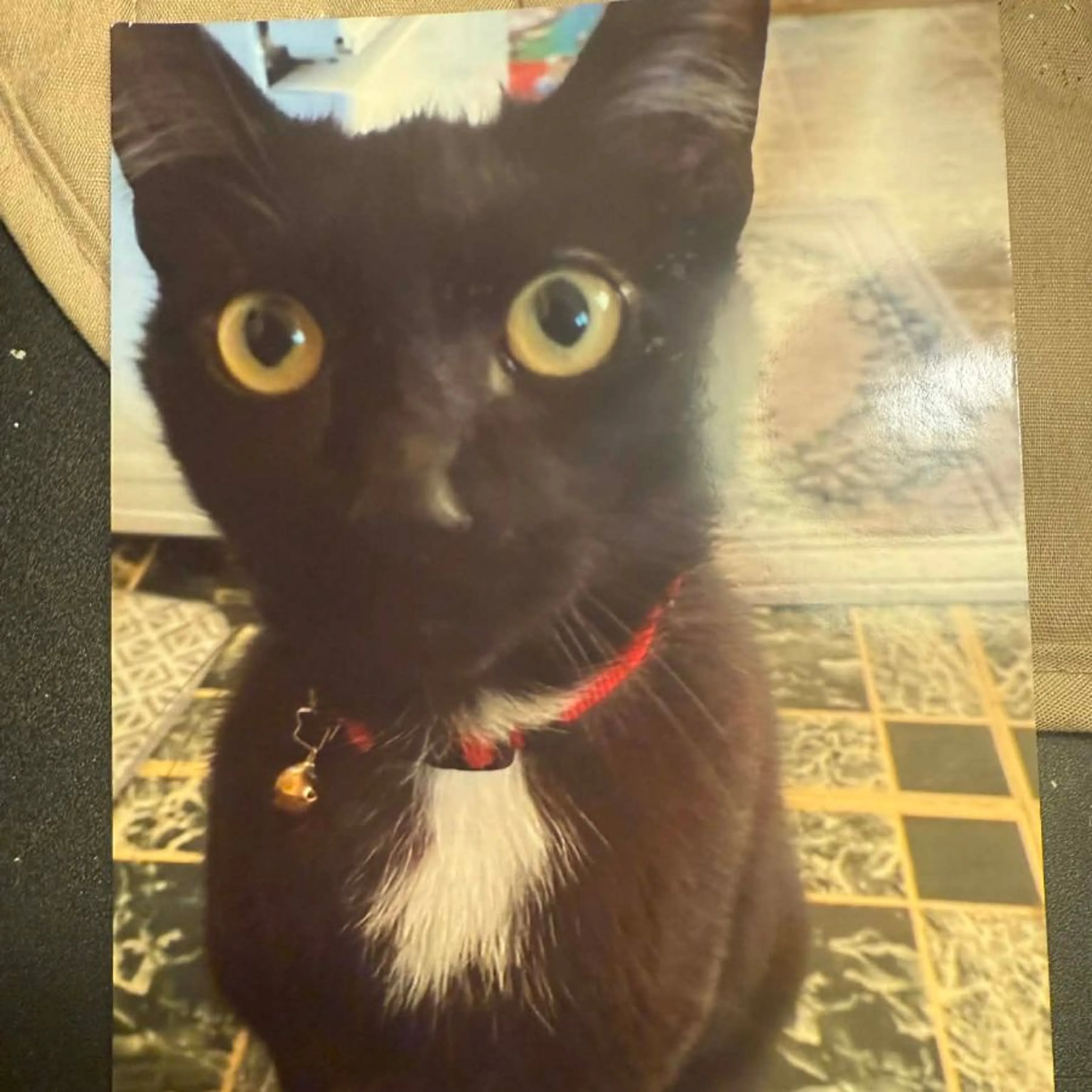 Lost pet