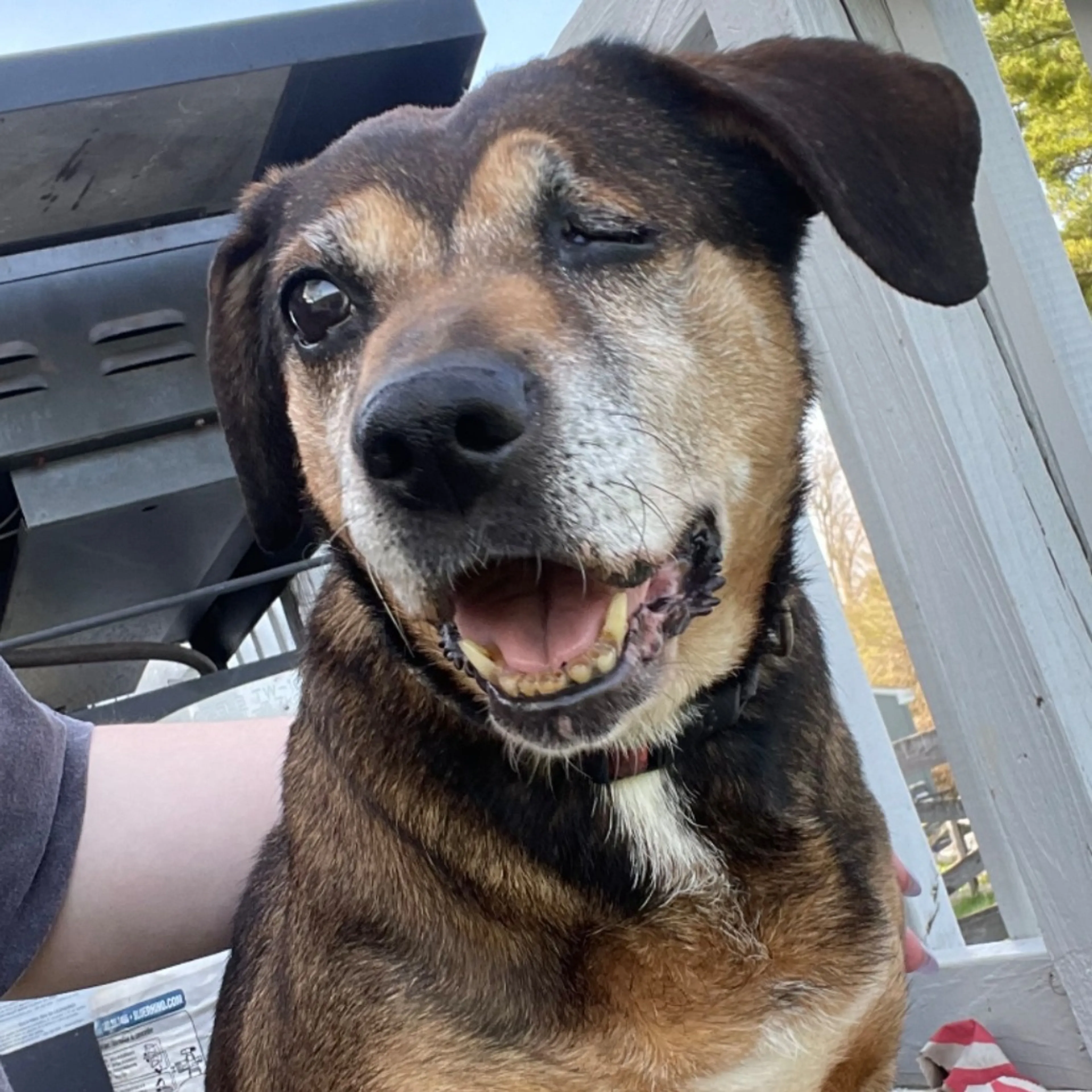 Found pet