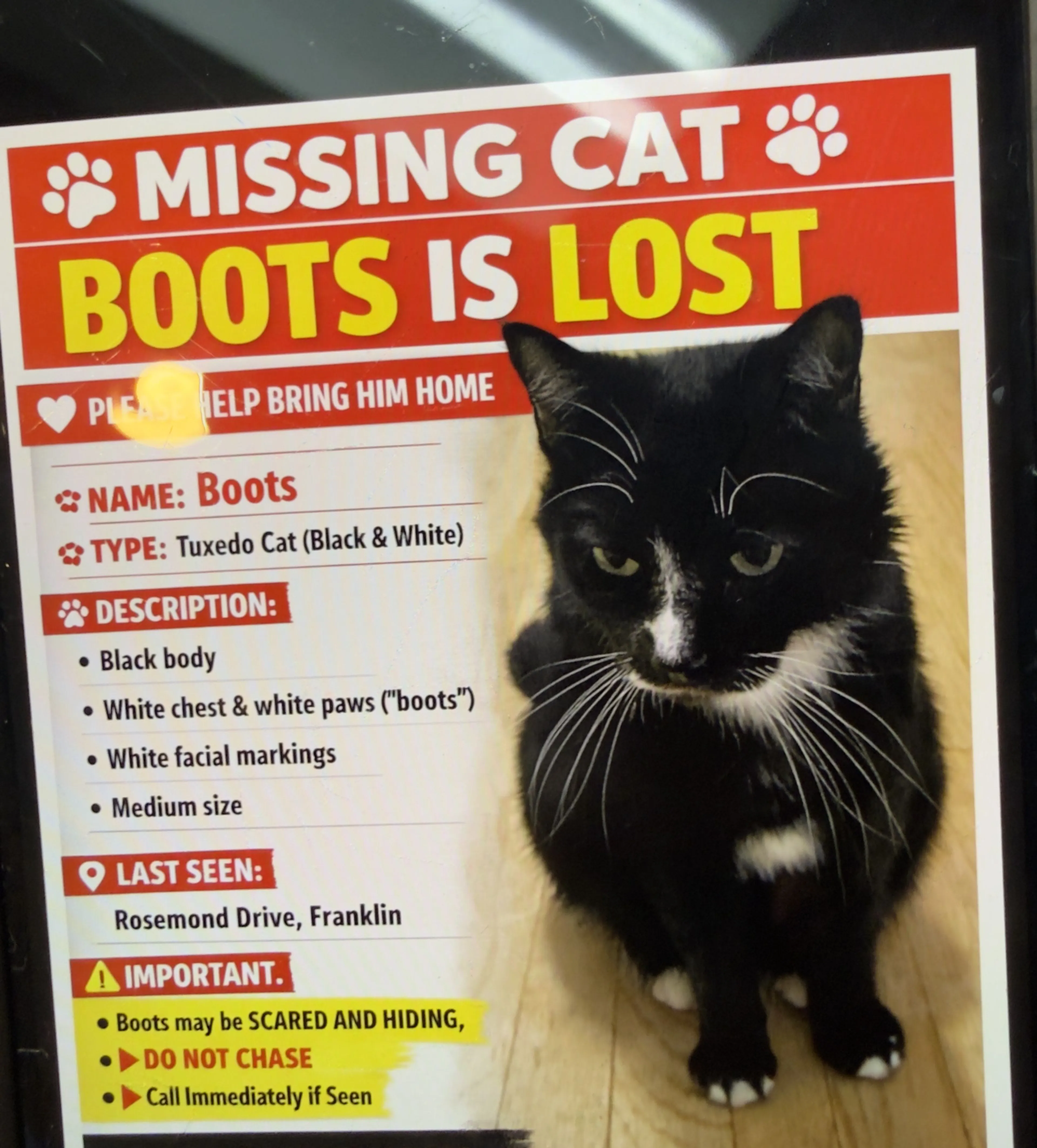 Lost pet