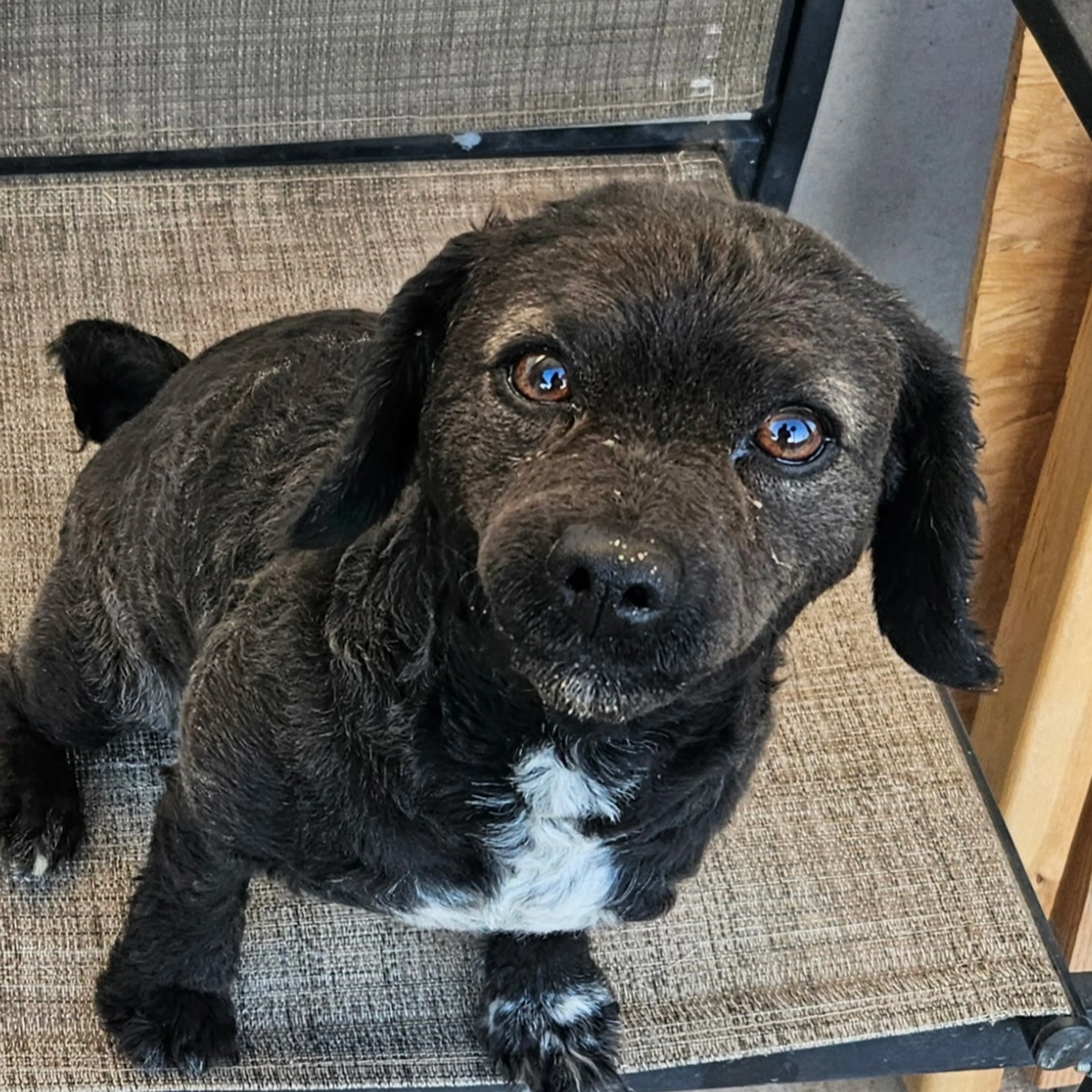 Lost pet-1