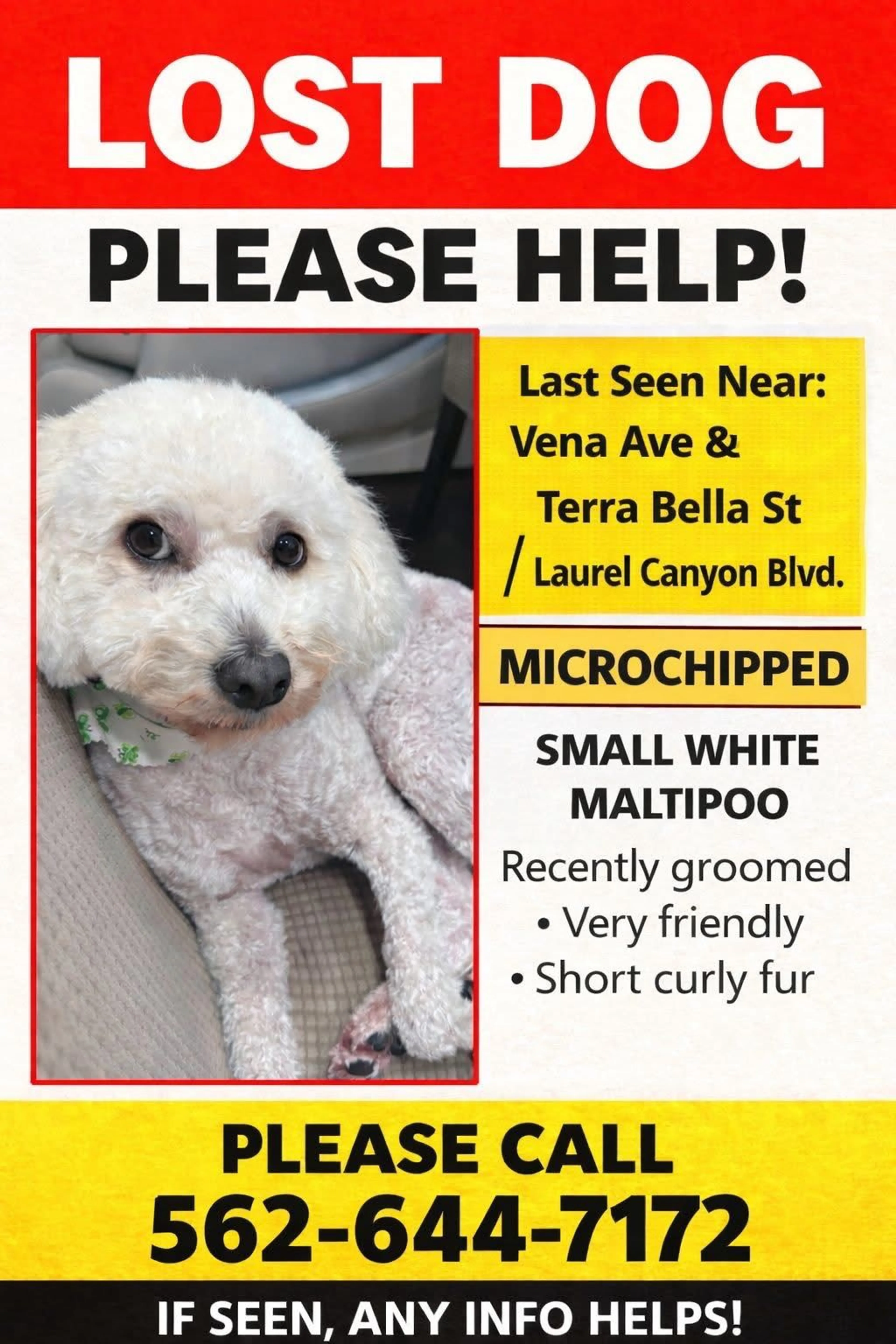 Lost pet