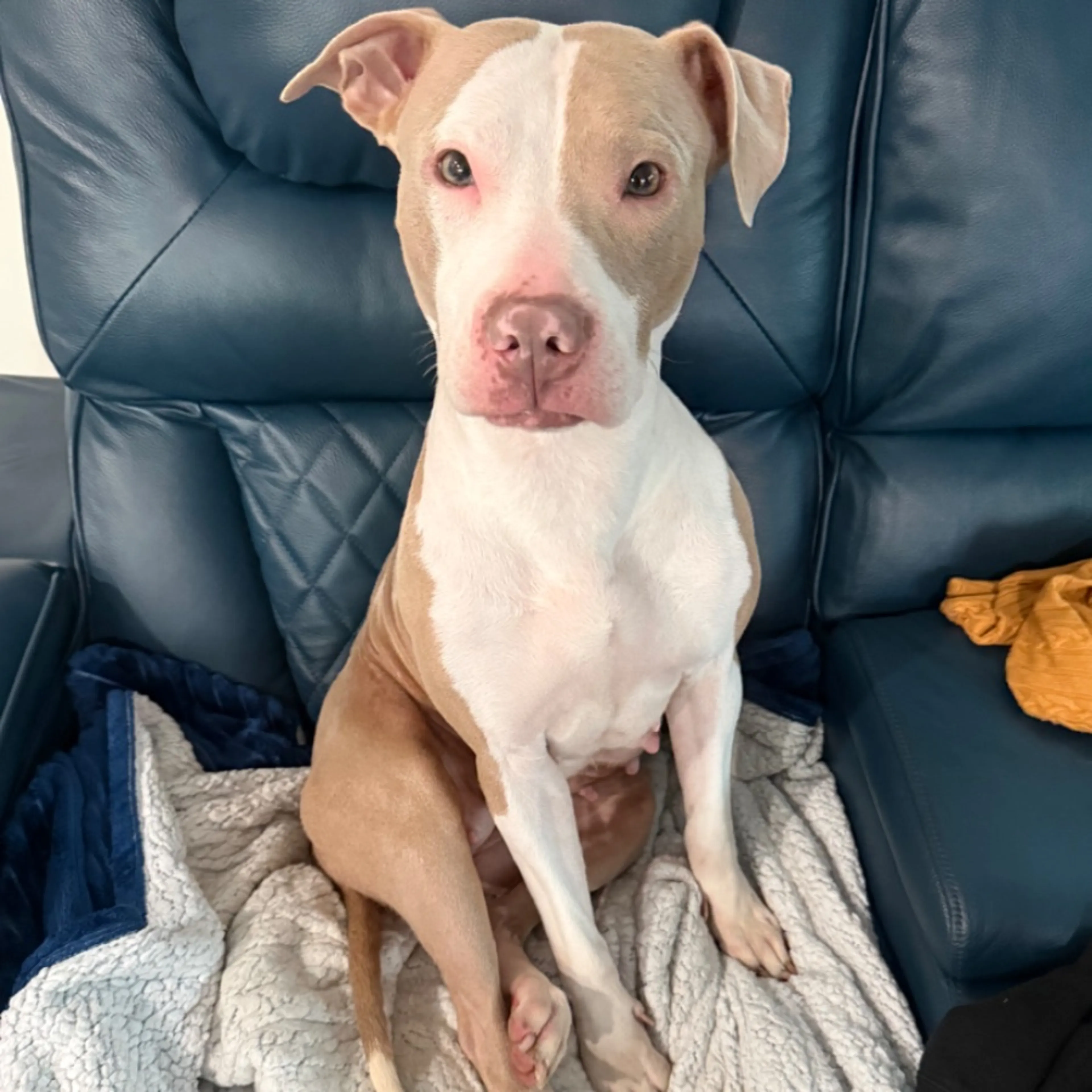 Found pet