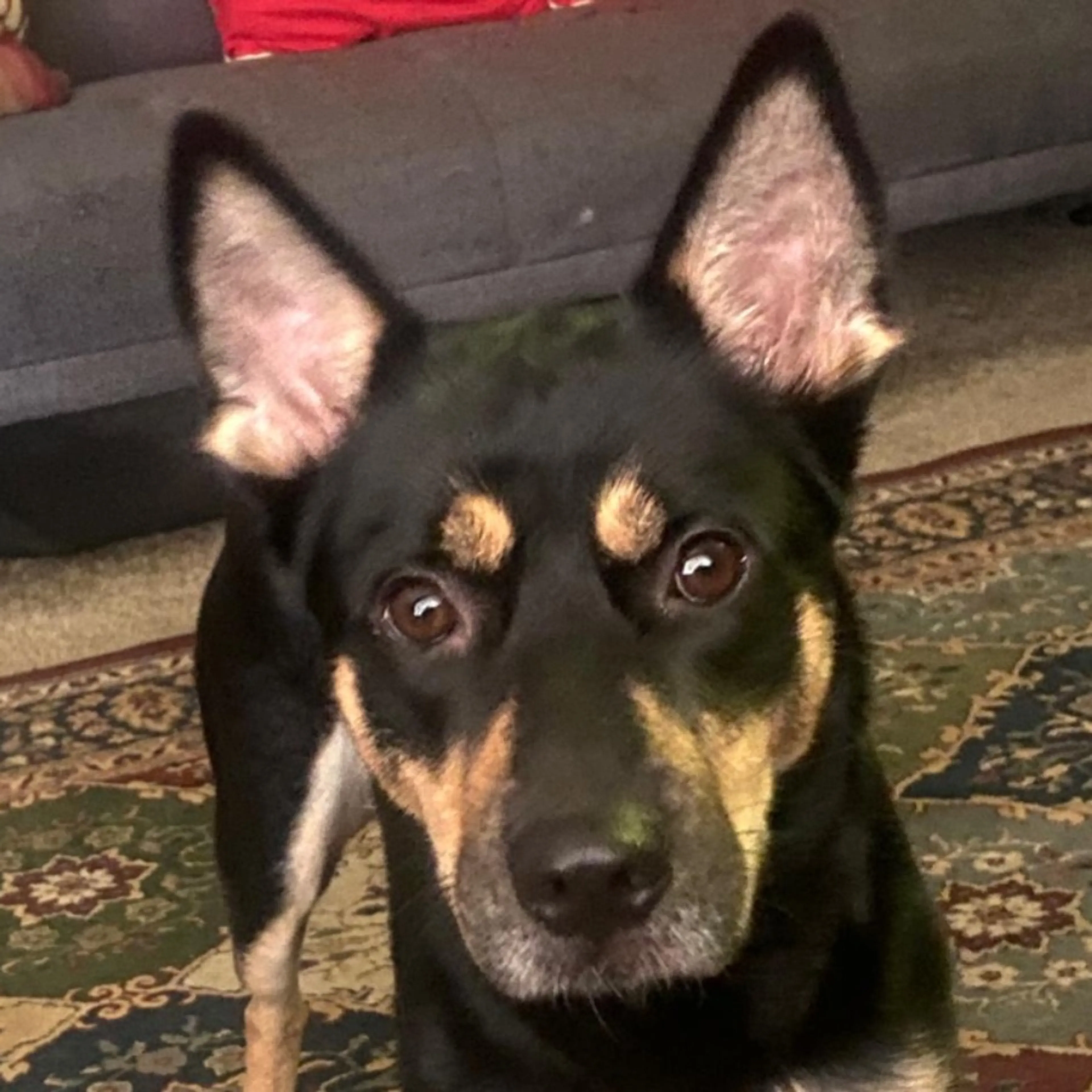 Lost pet