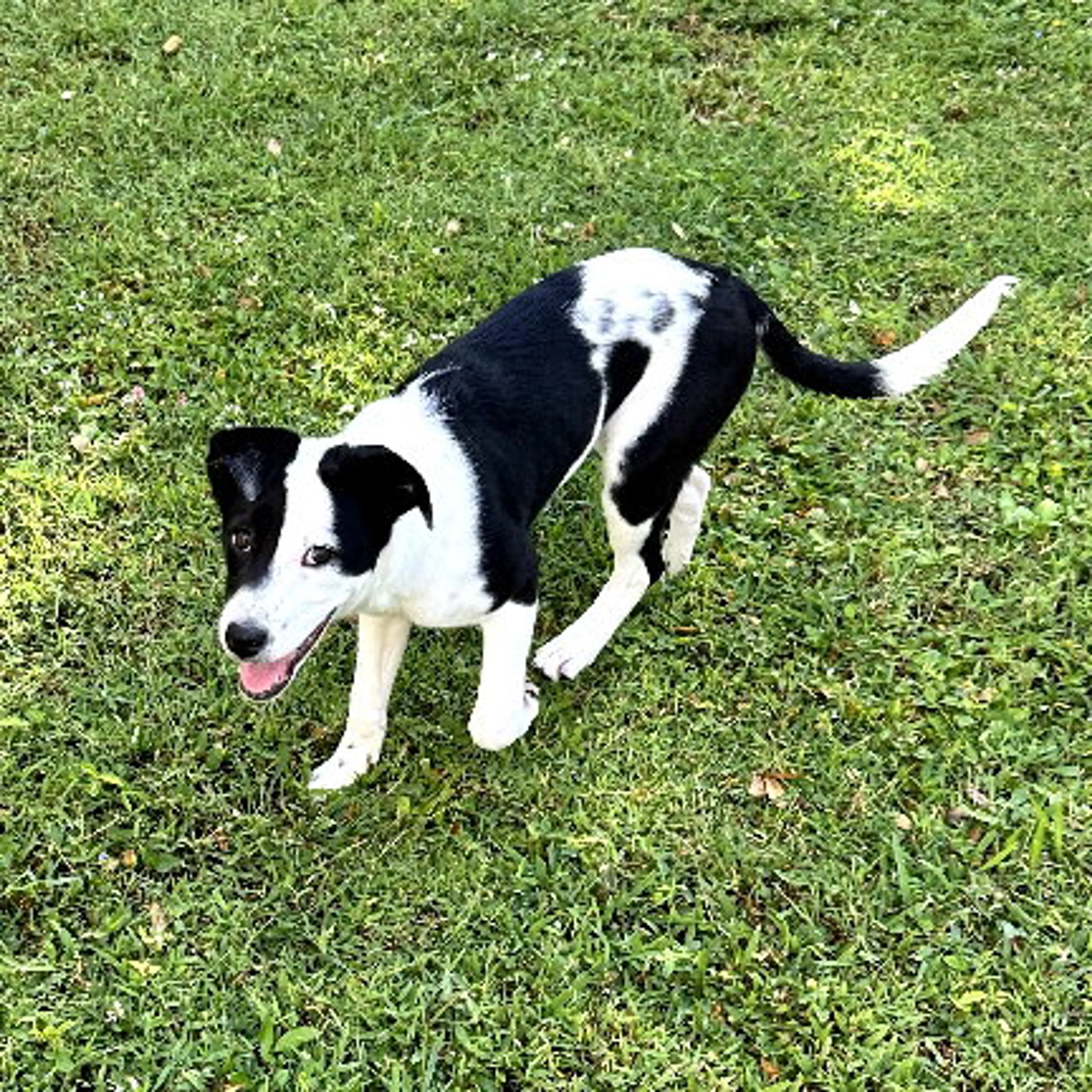 Found pet-1