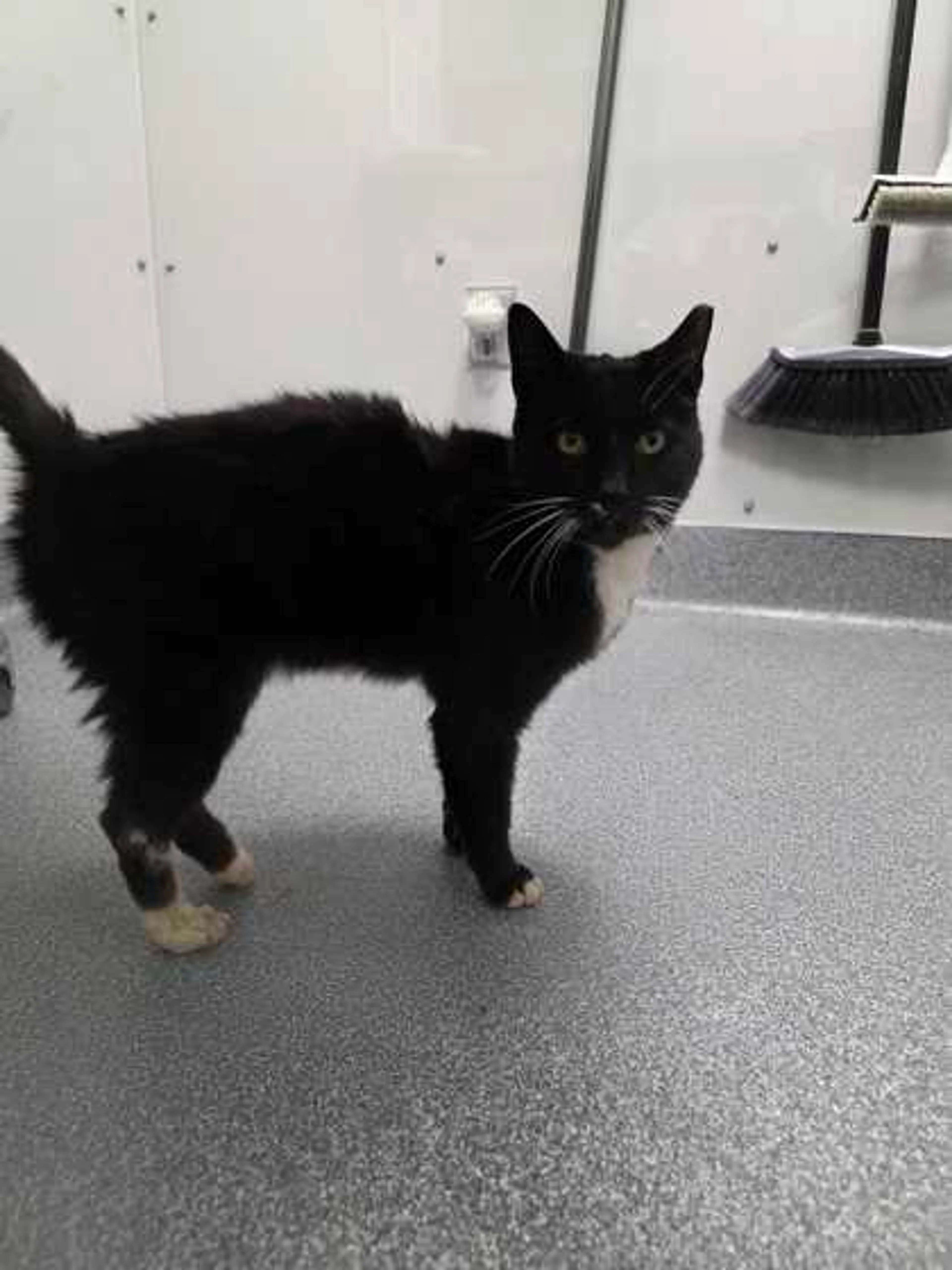 Found pet