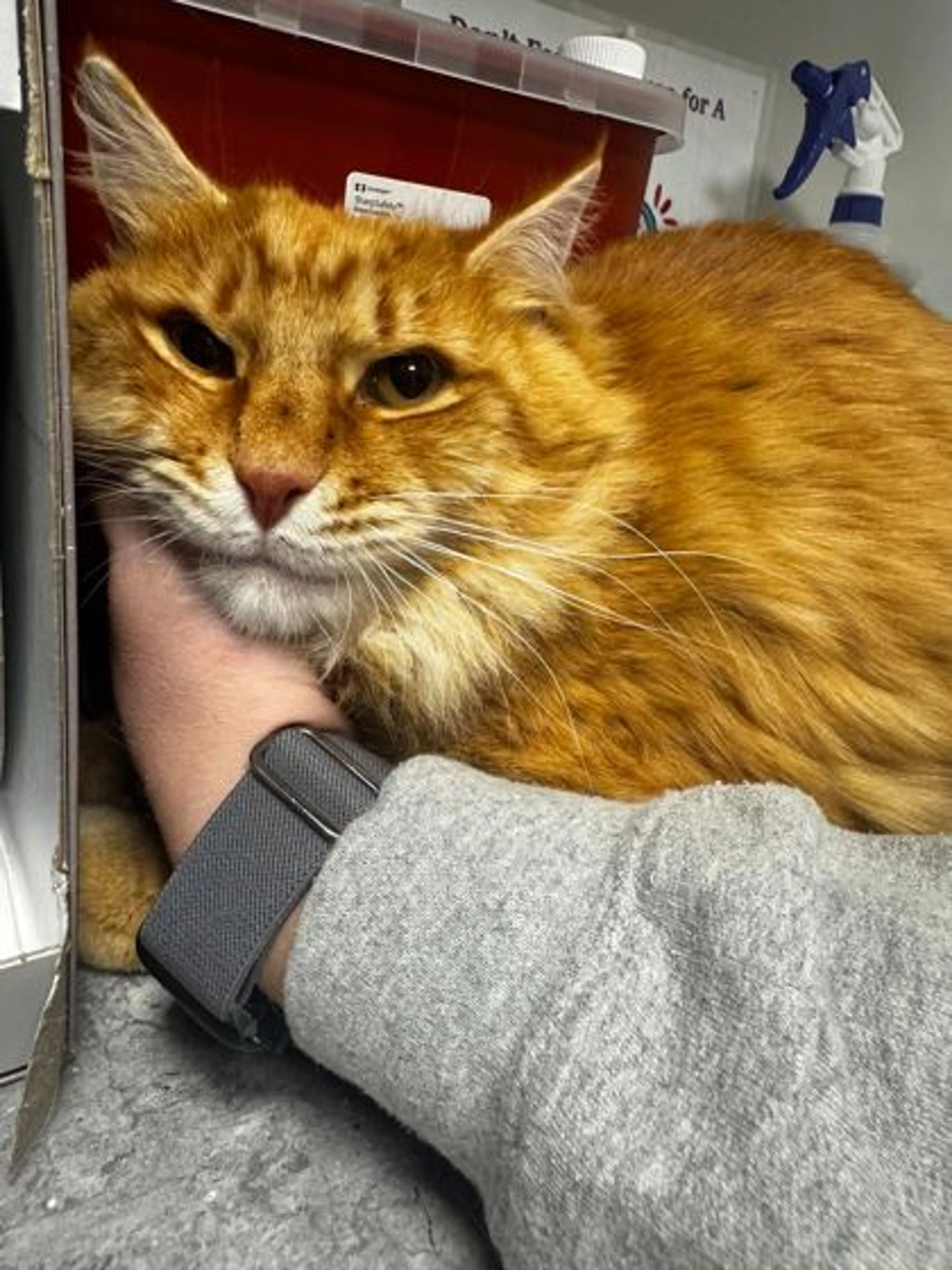 Found pet-1