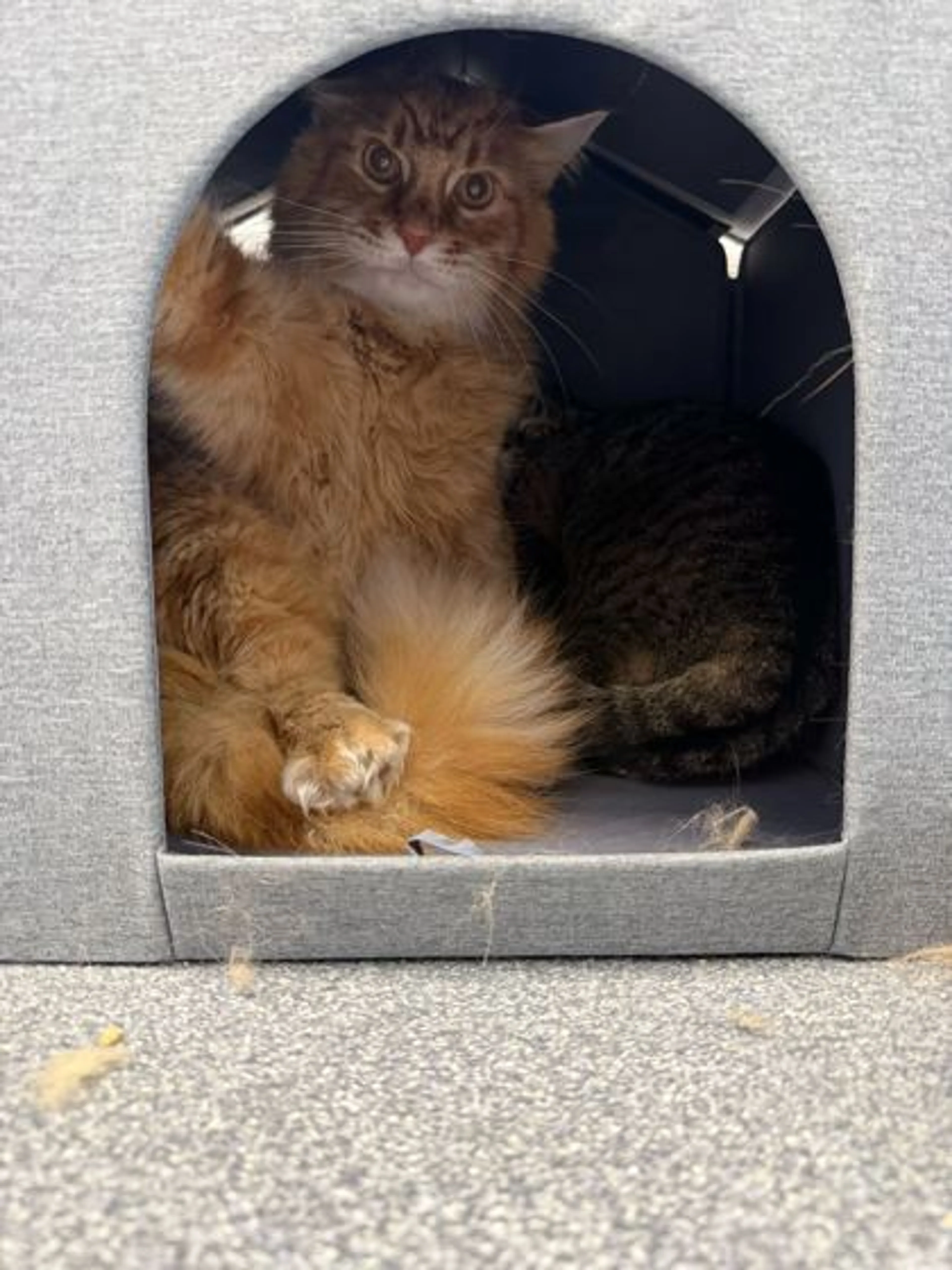 Found pet-0