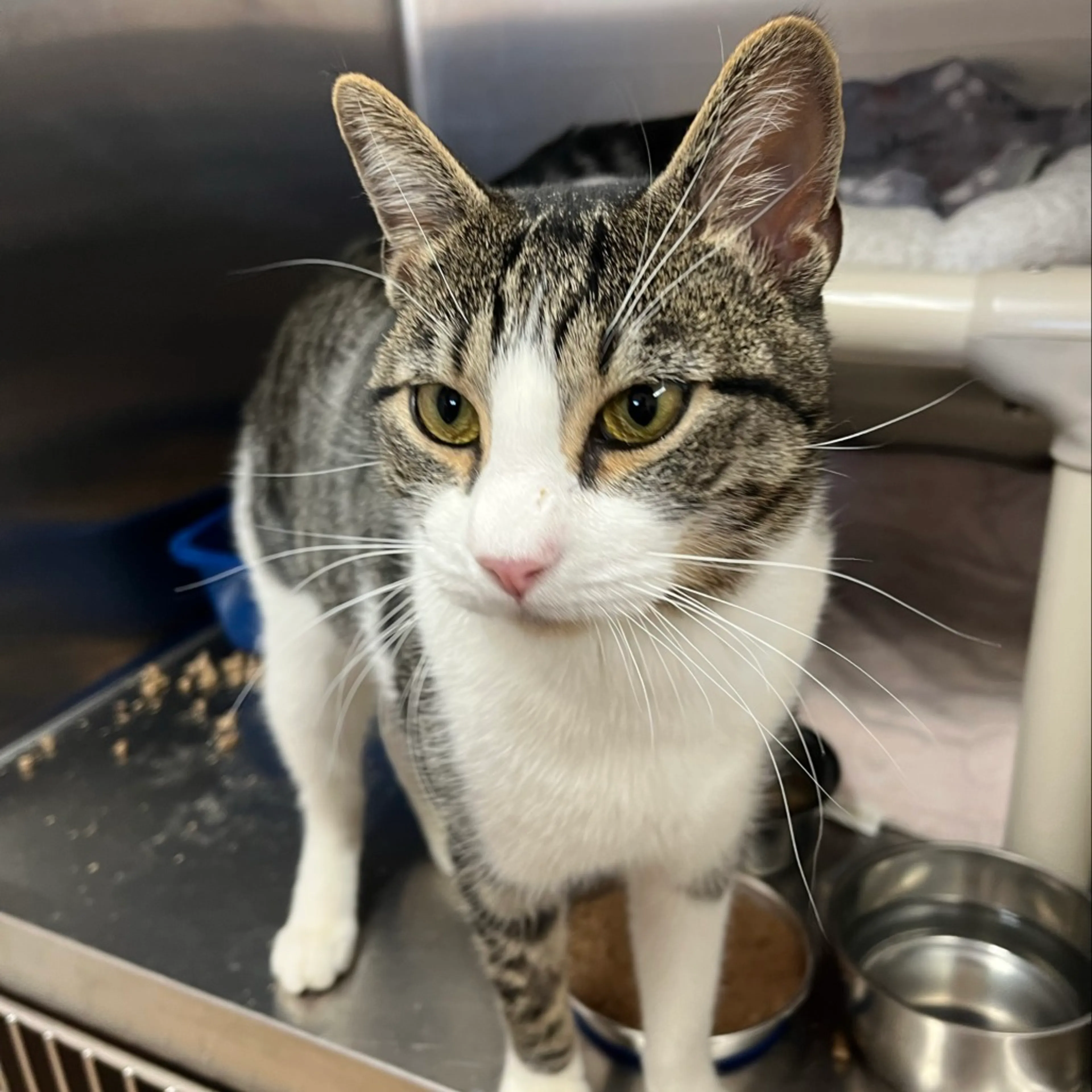 Found pet-5