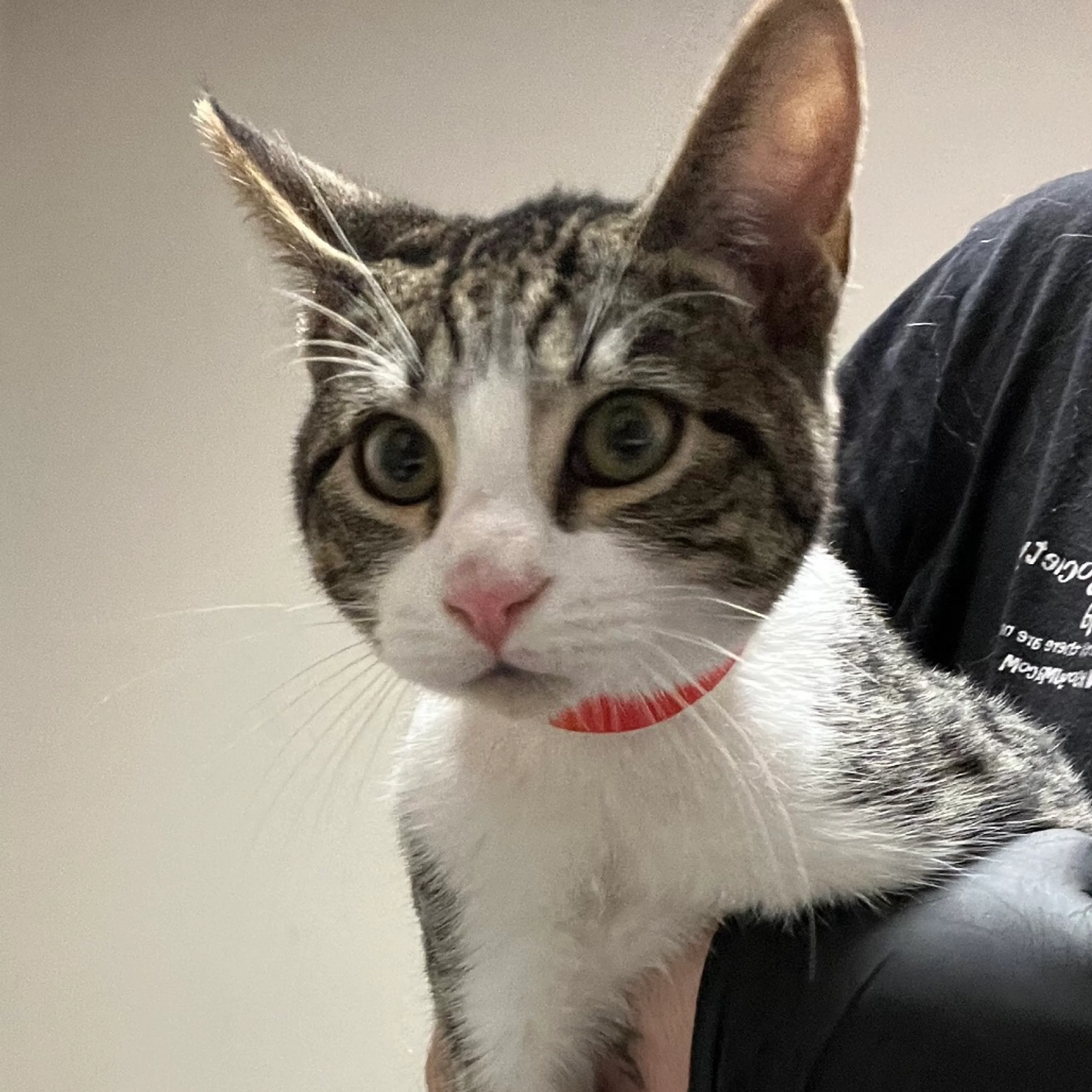 Found pet-1