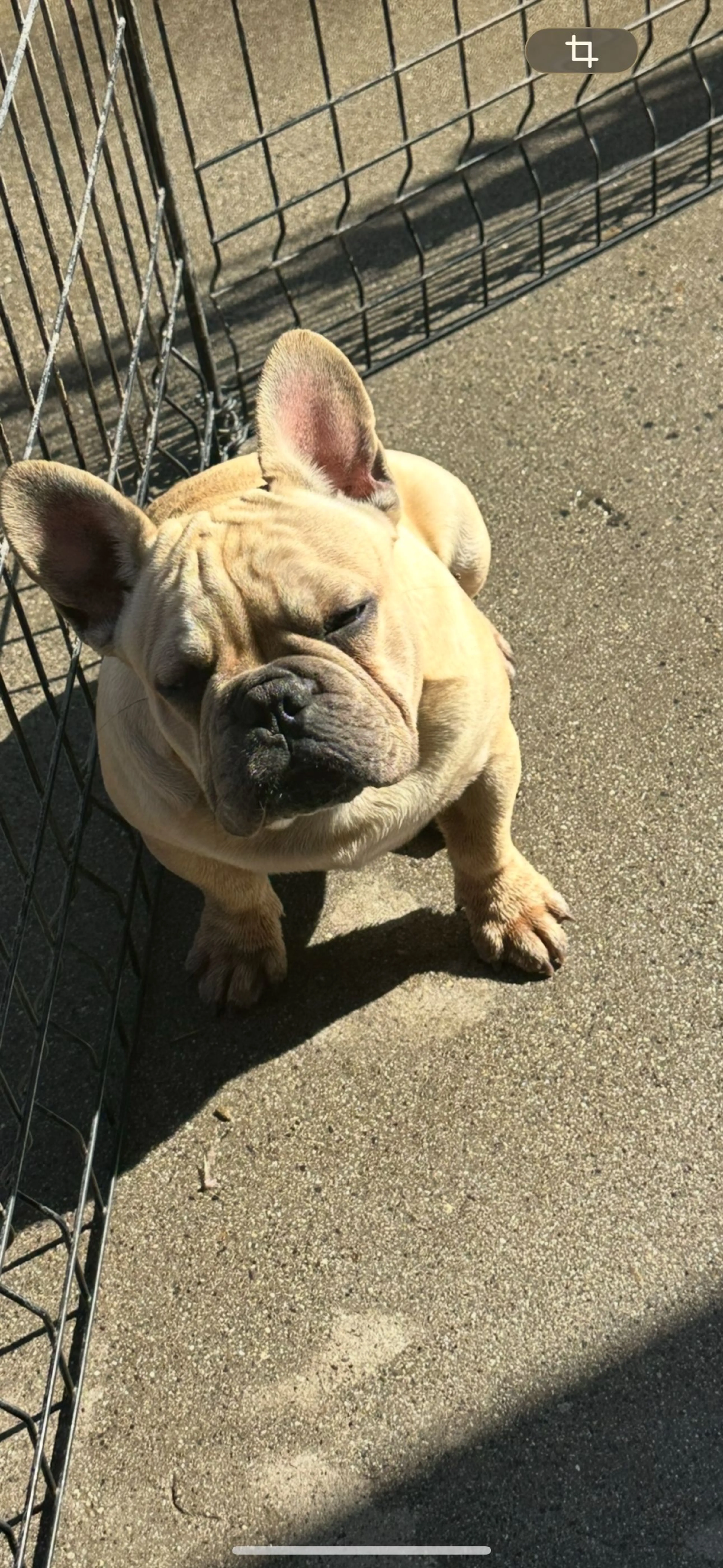 Lost pet-3