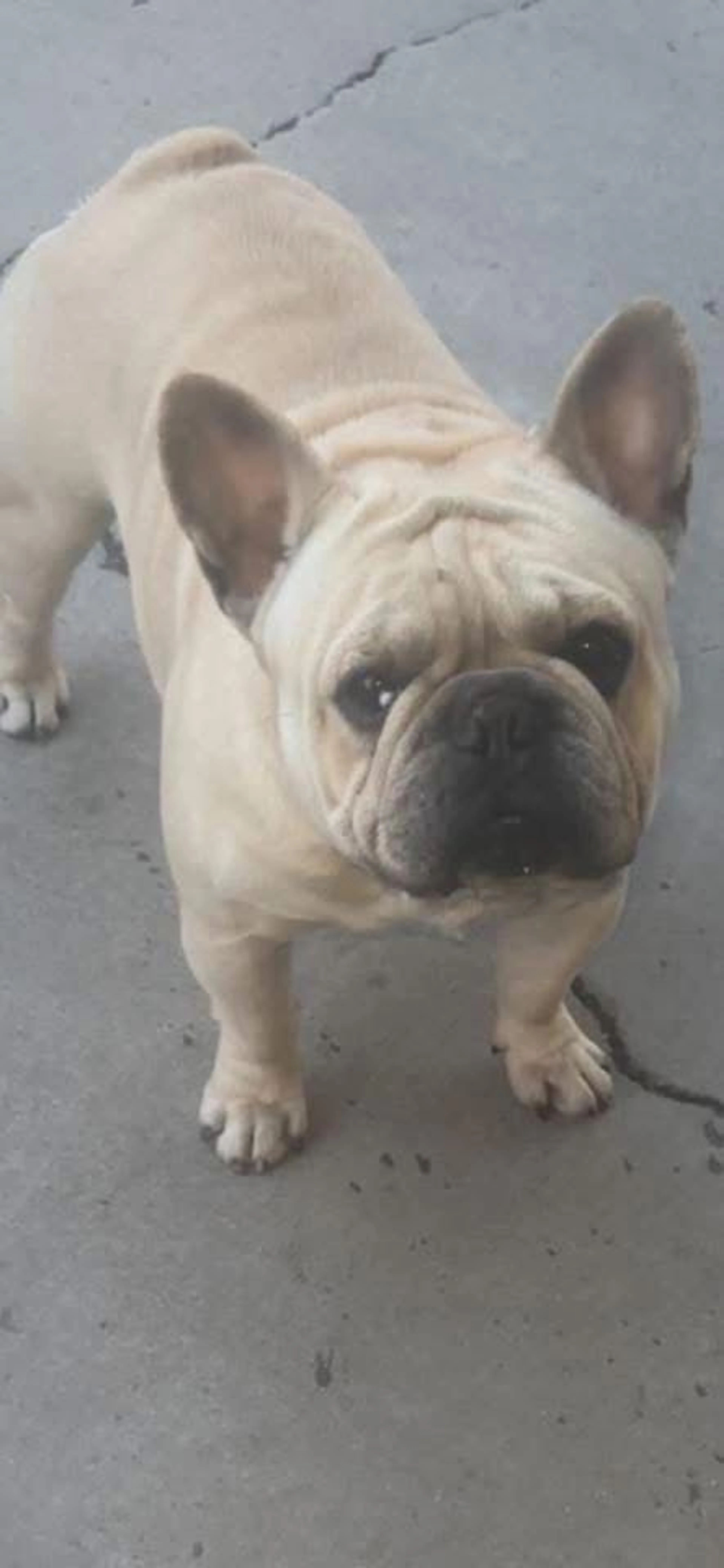 Lost pet-0