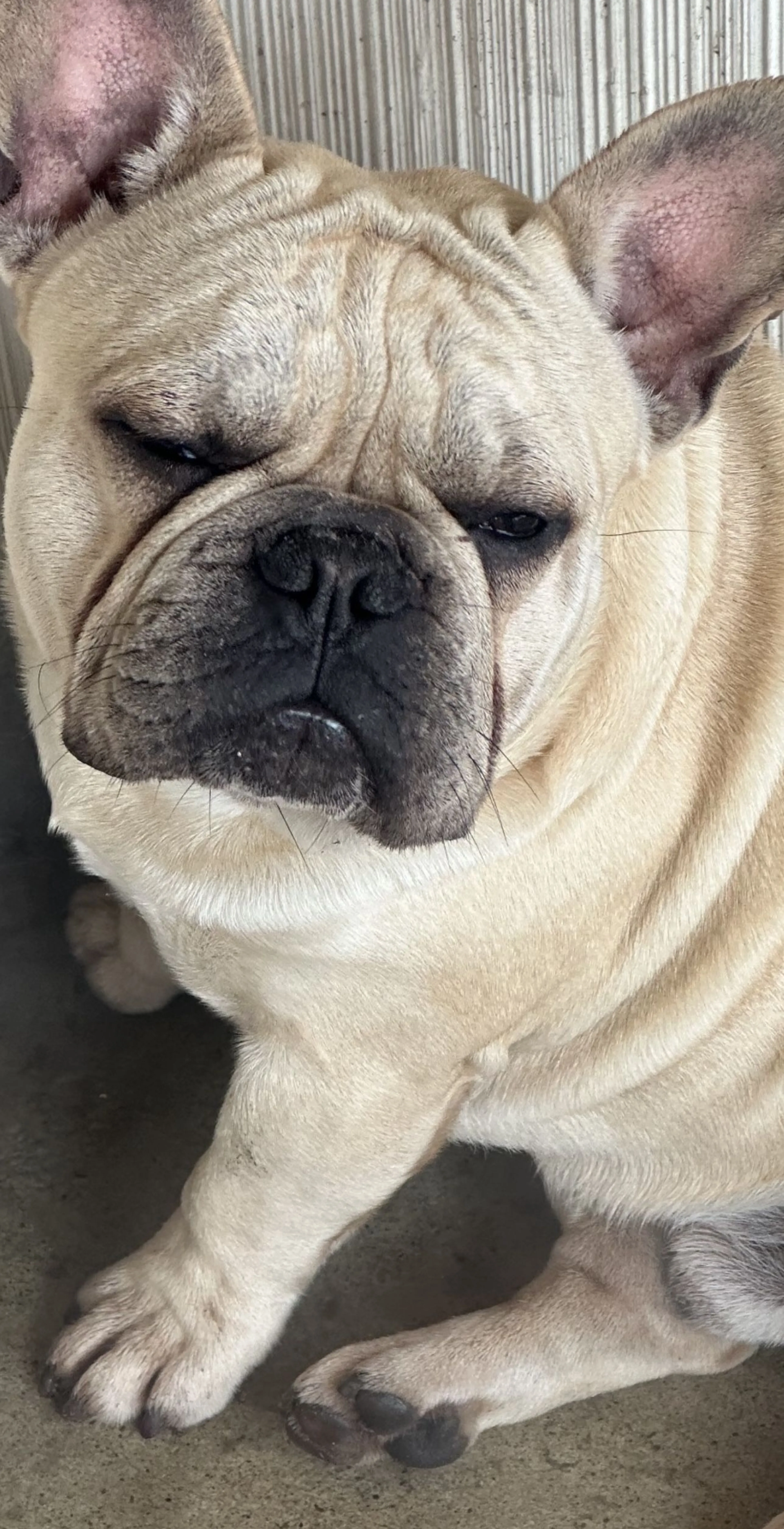 Lost pet-2