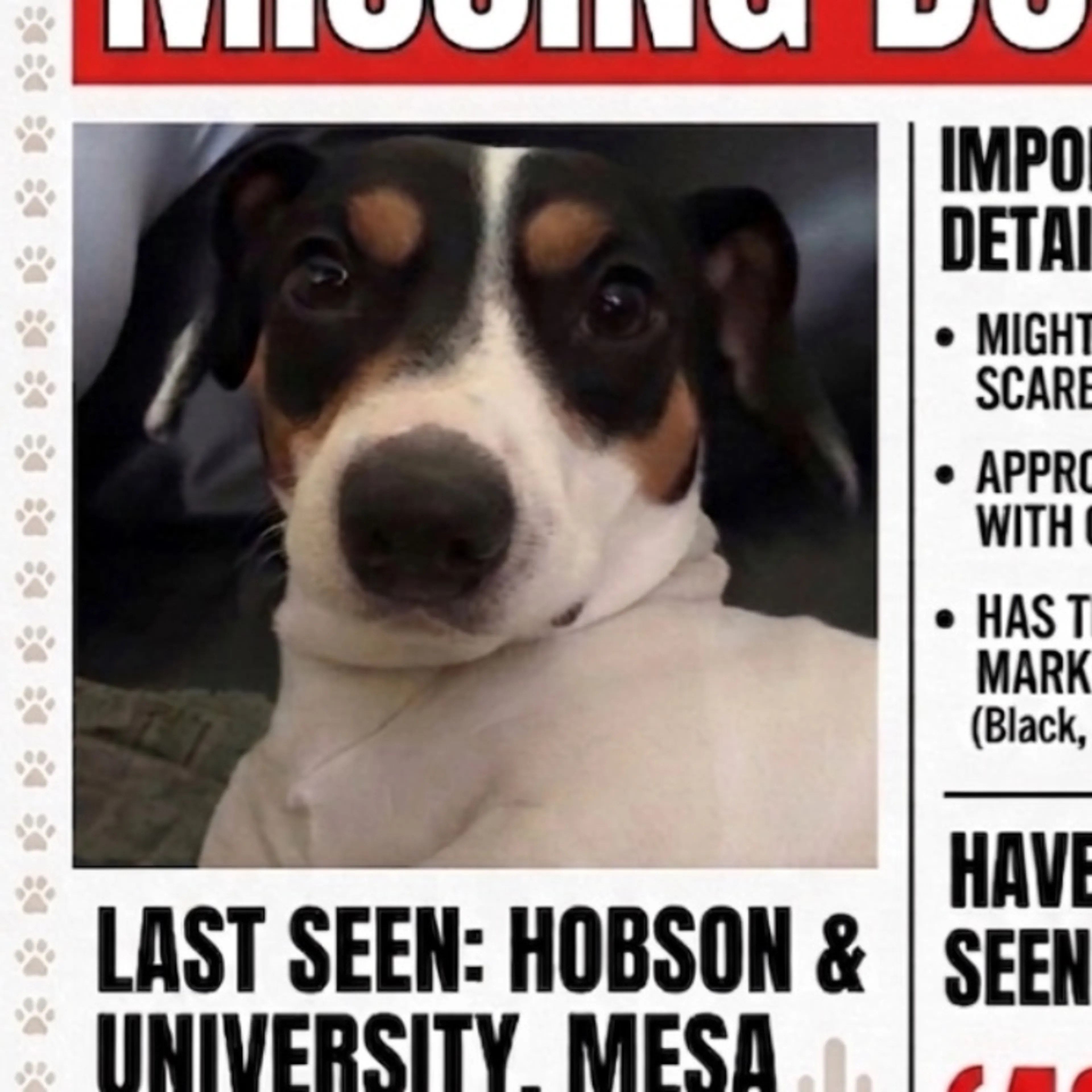 Lost pet