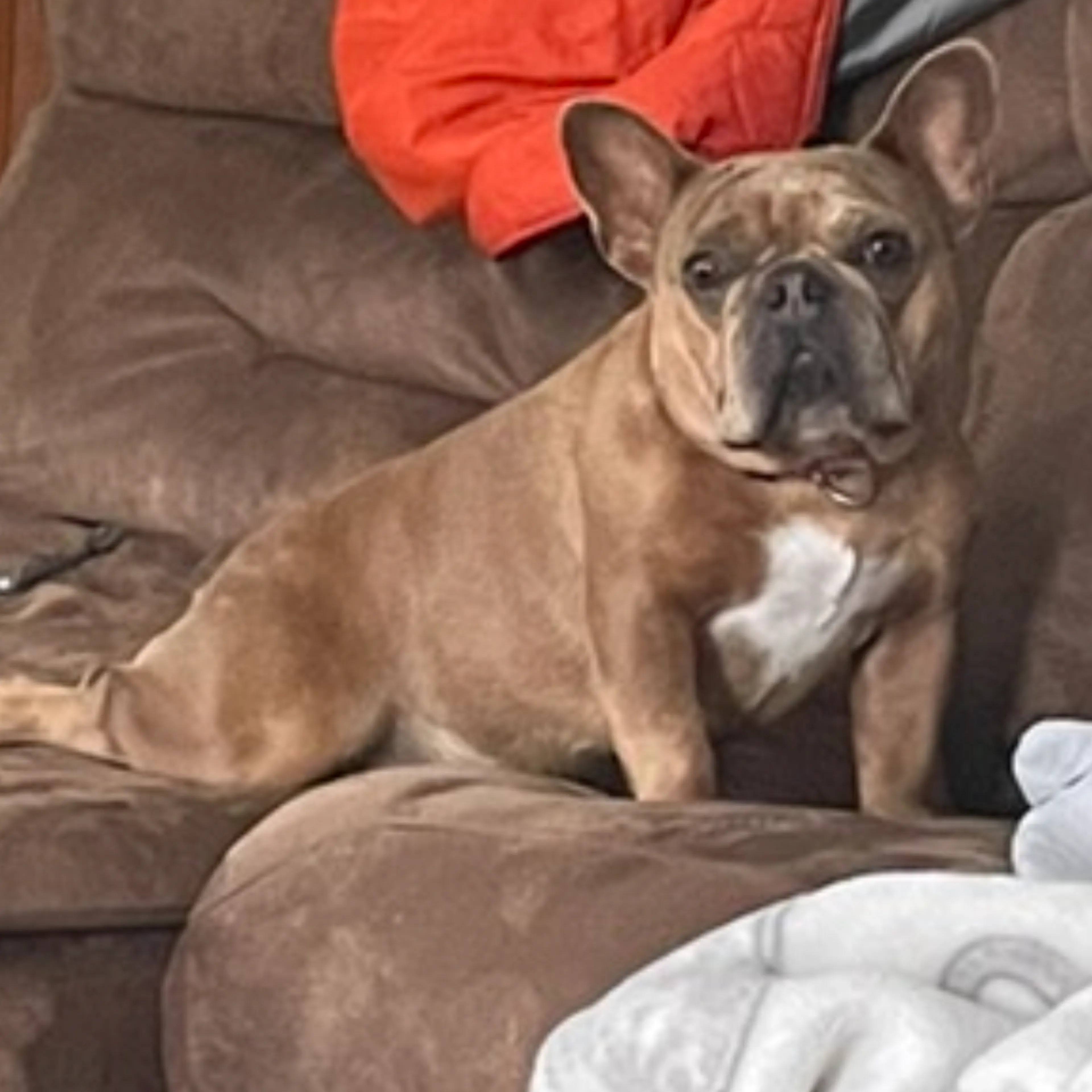 Lost pet-1