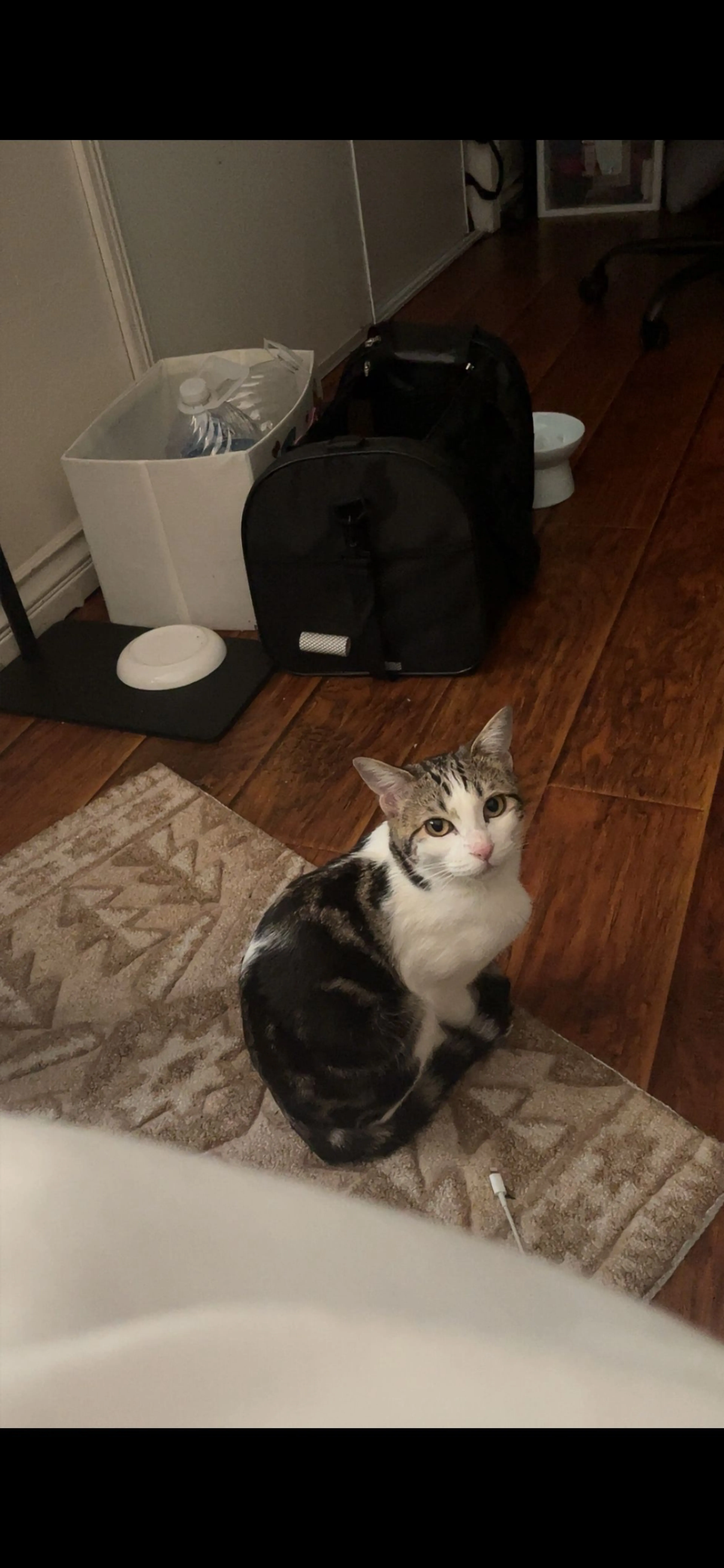 Lost pet-0