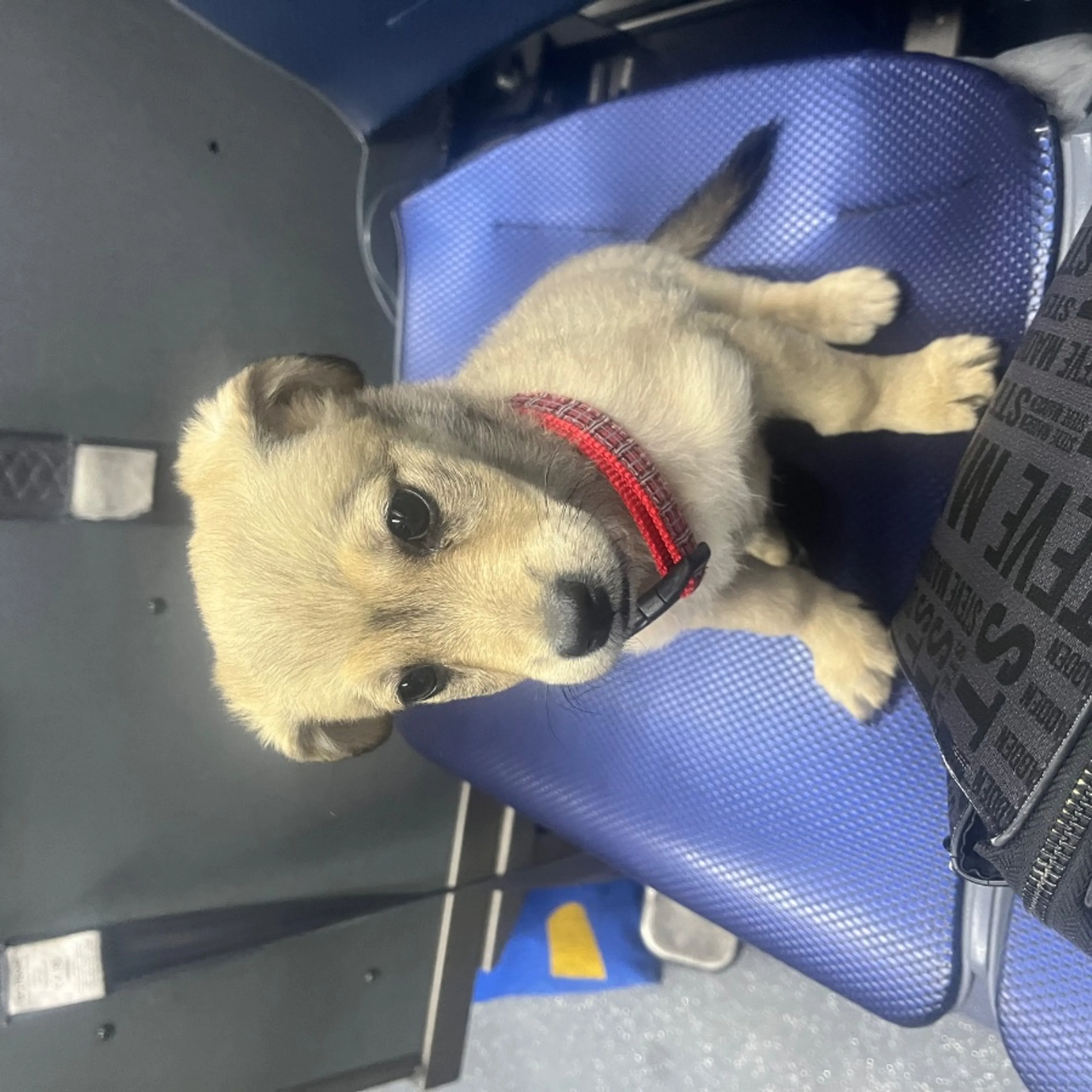 Lost pet