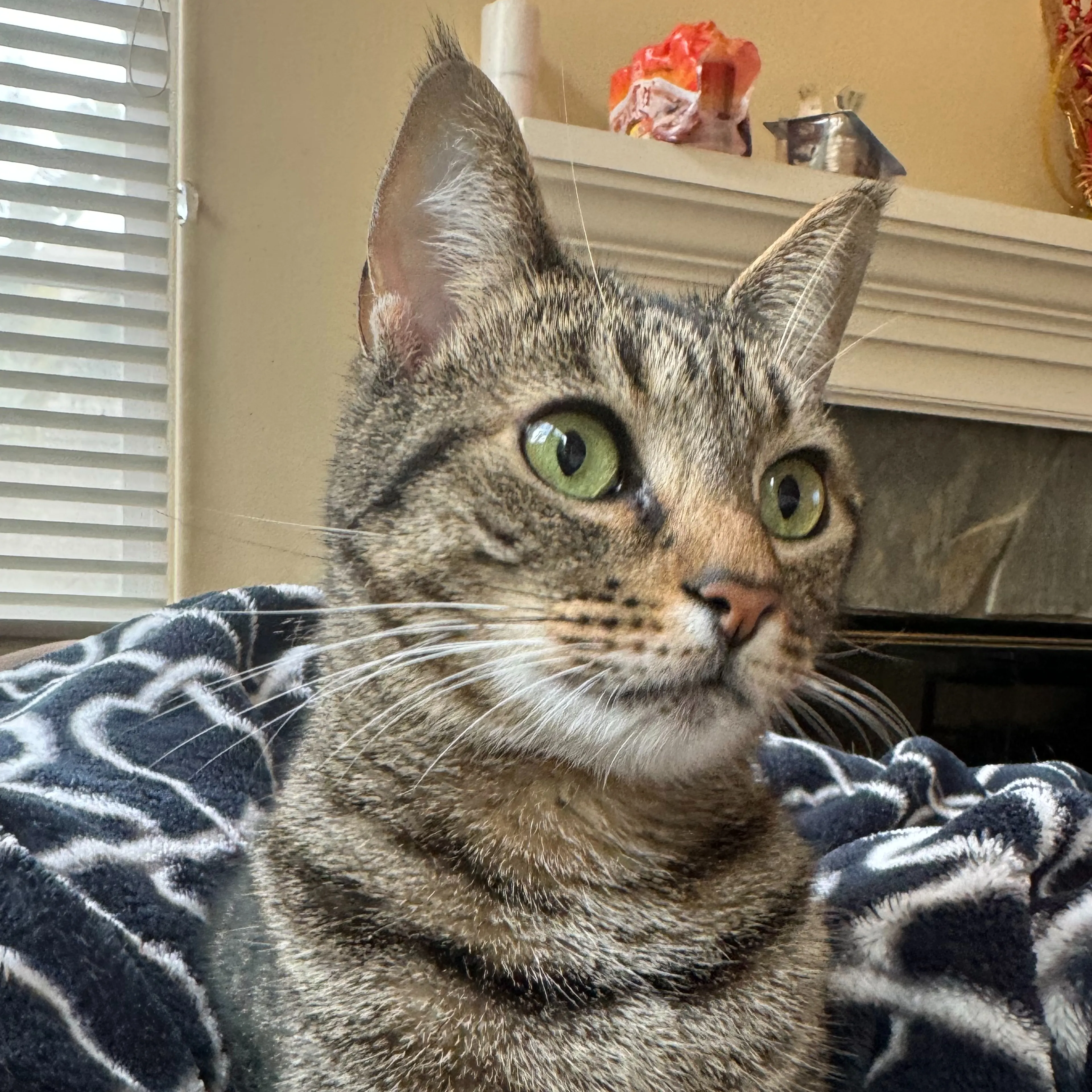 Lost pet-2