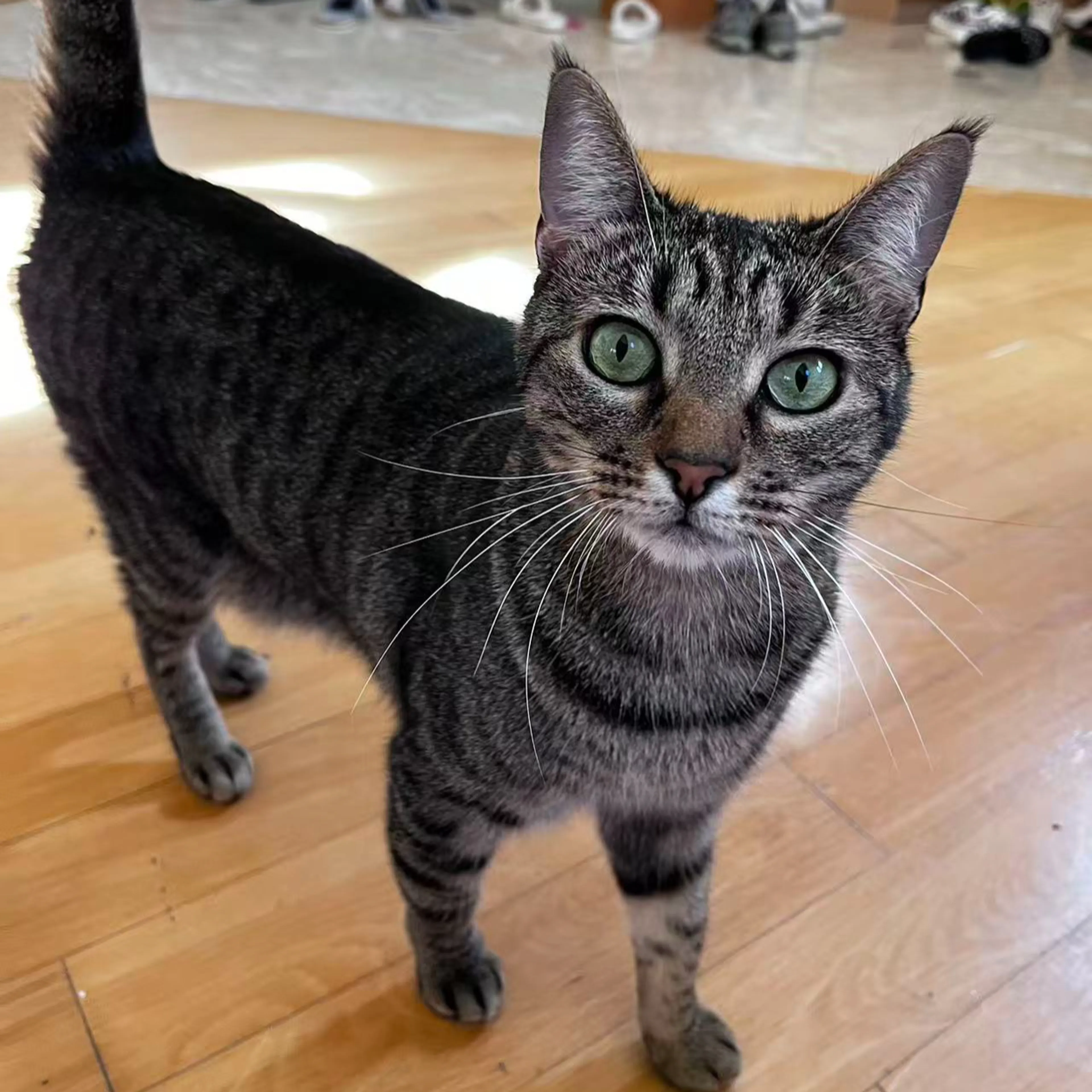 Lost pet-1