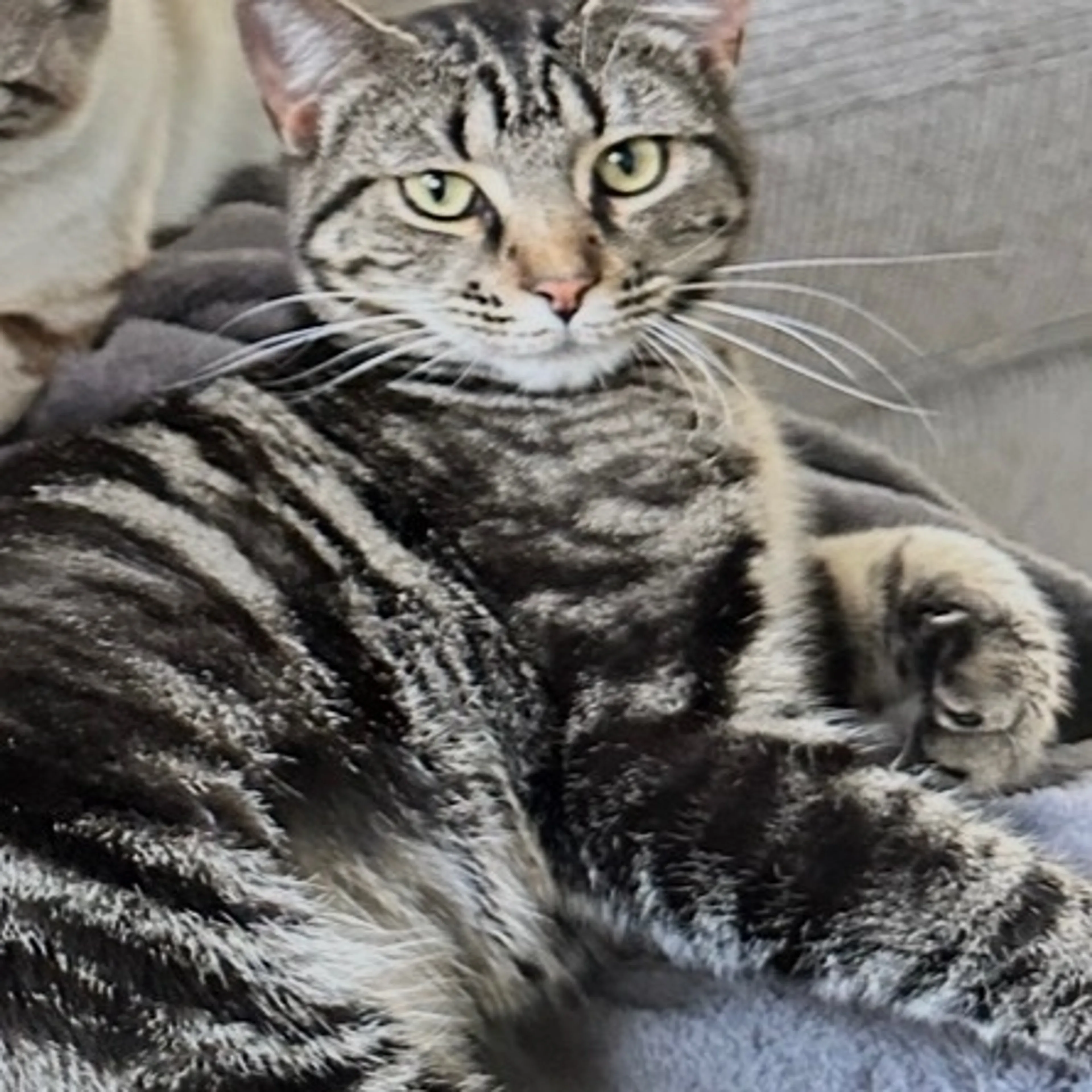 Lost pet
