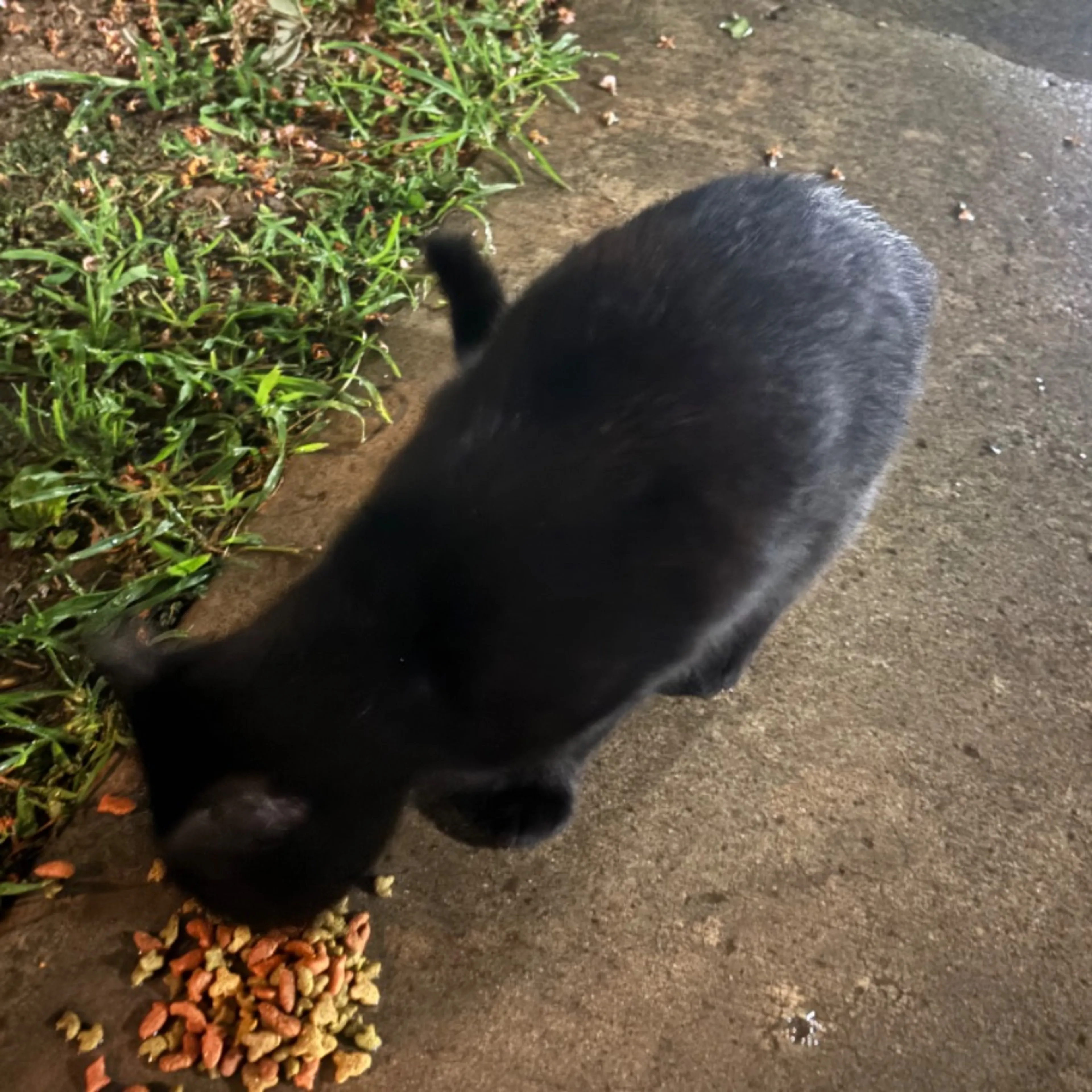 Found pet-0