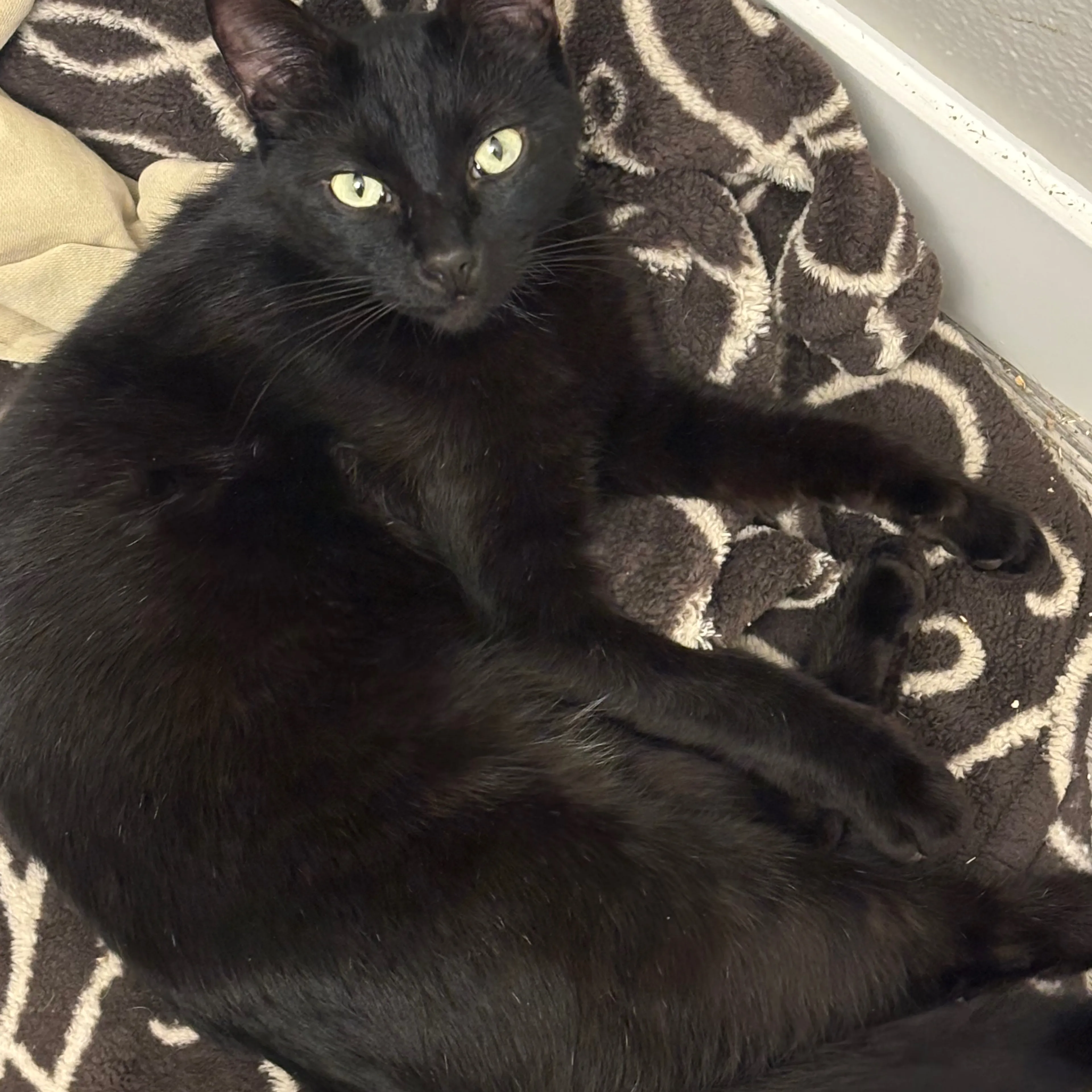 Found pet-1