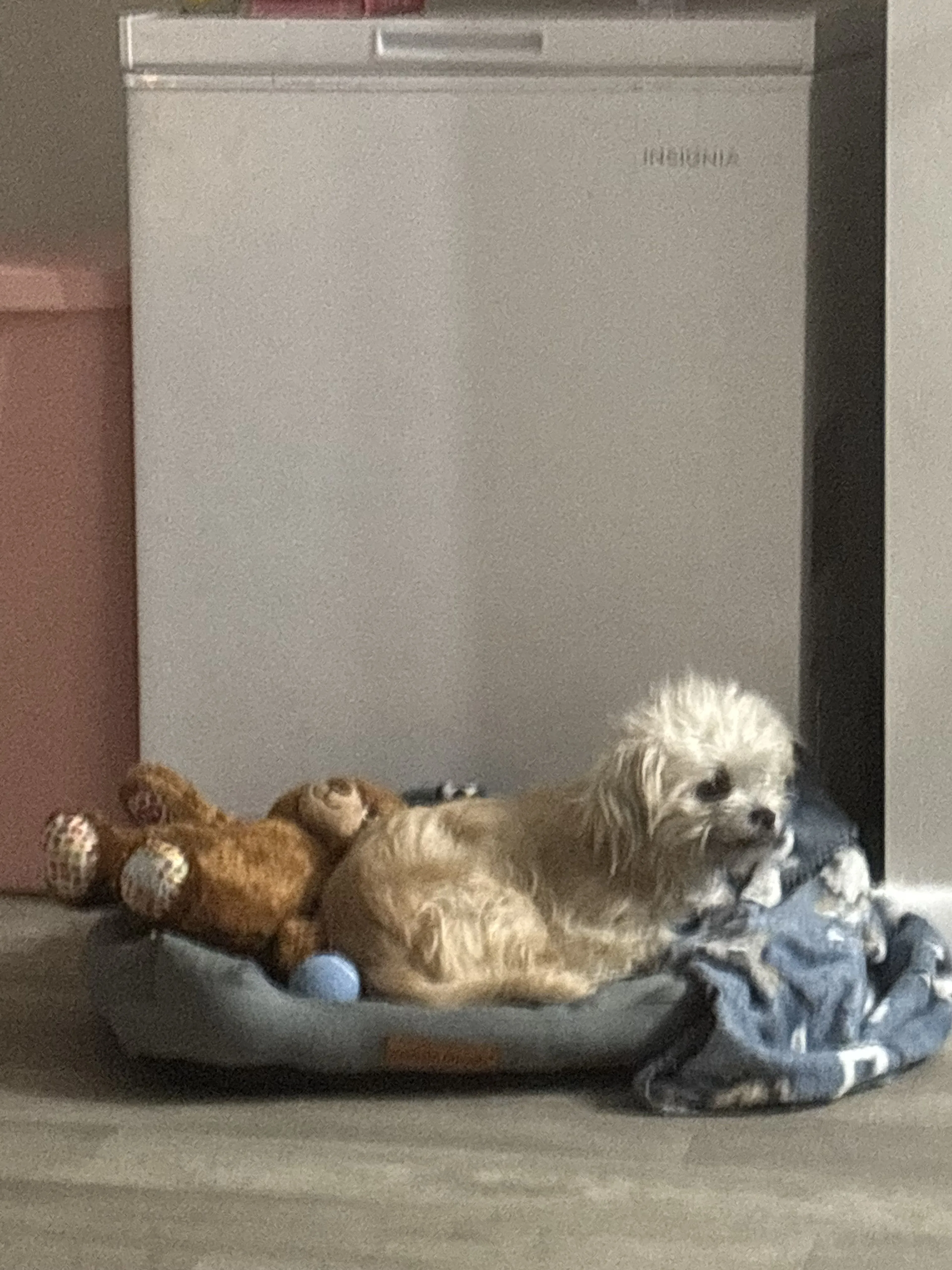 Lost pet-1
