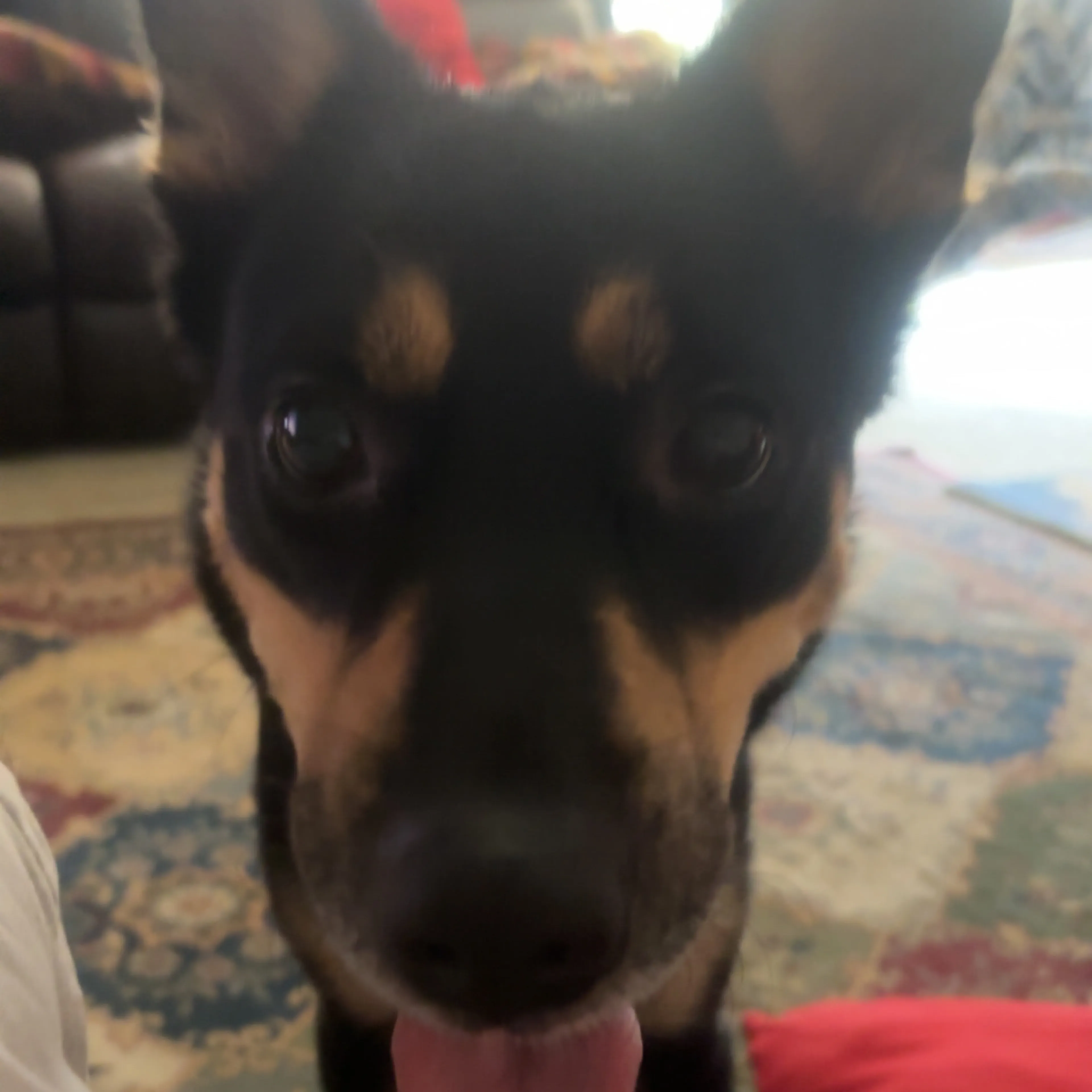 Lost pet-2