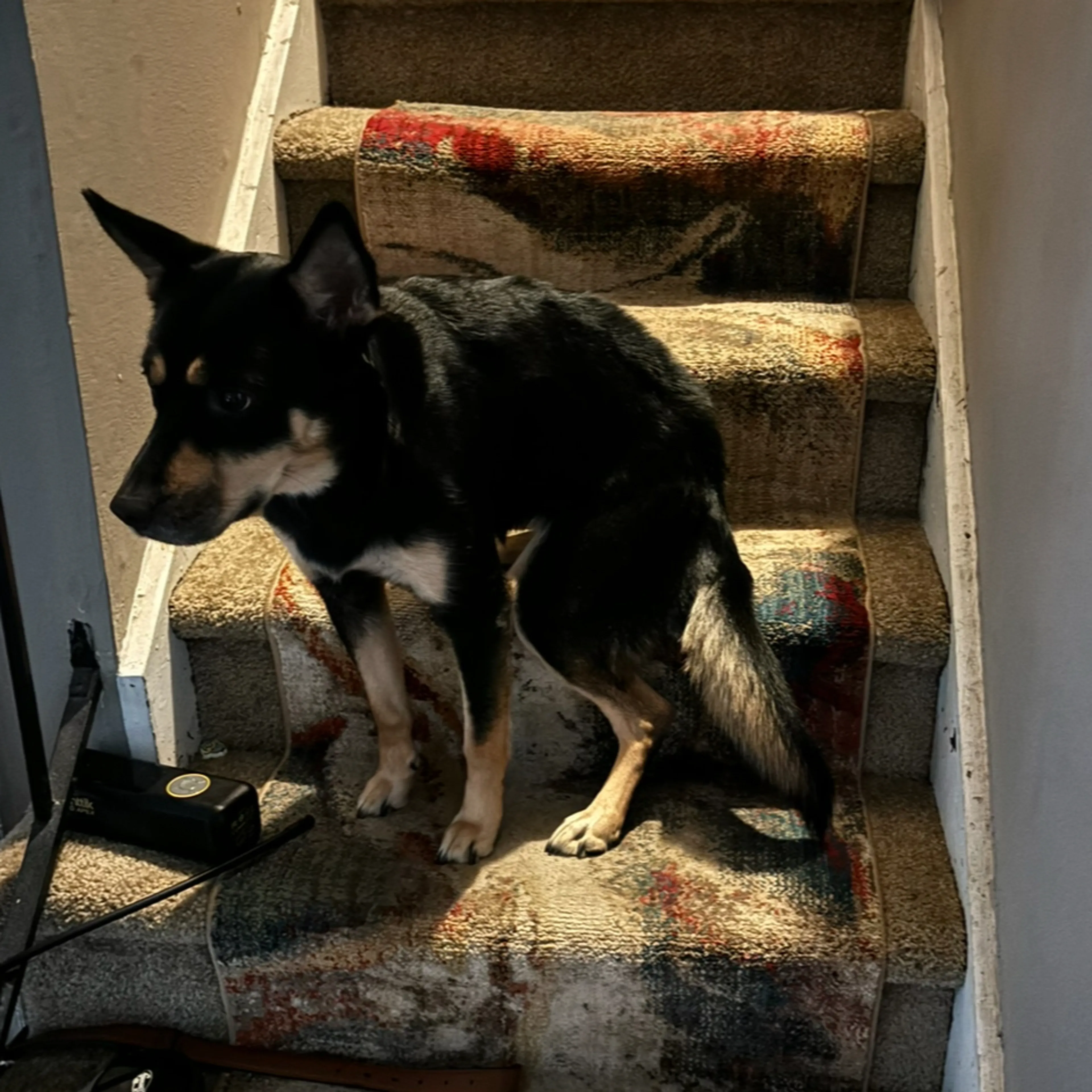 Lost pet-1