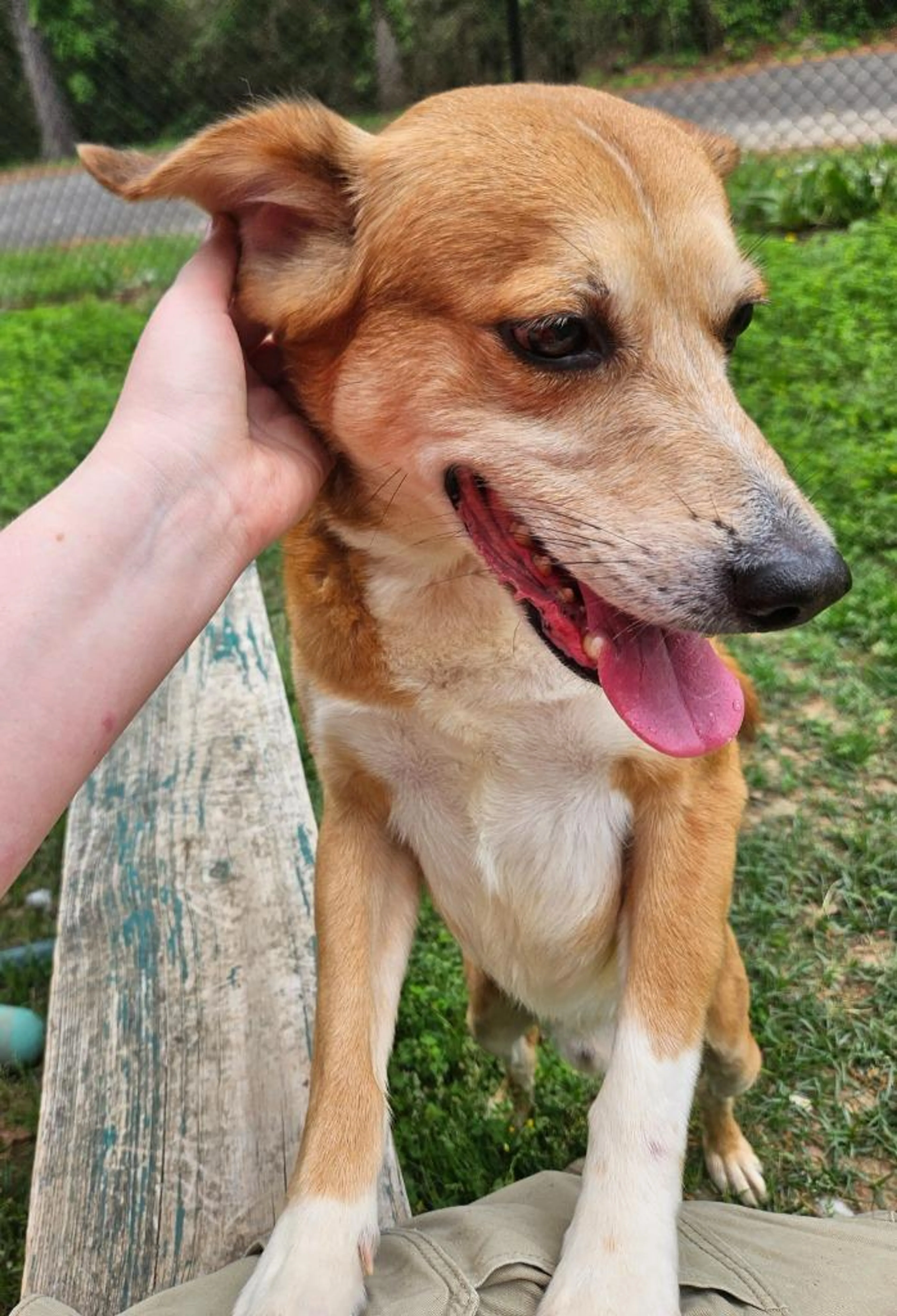 Found pet-0