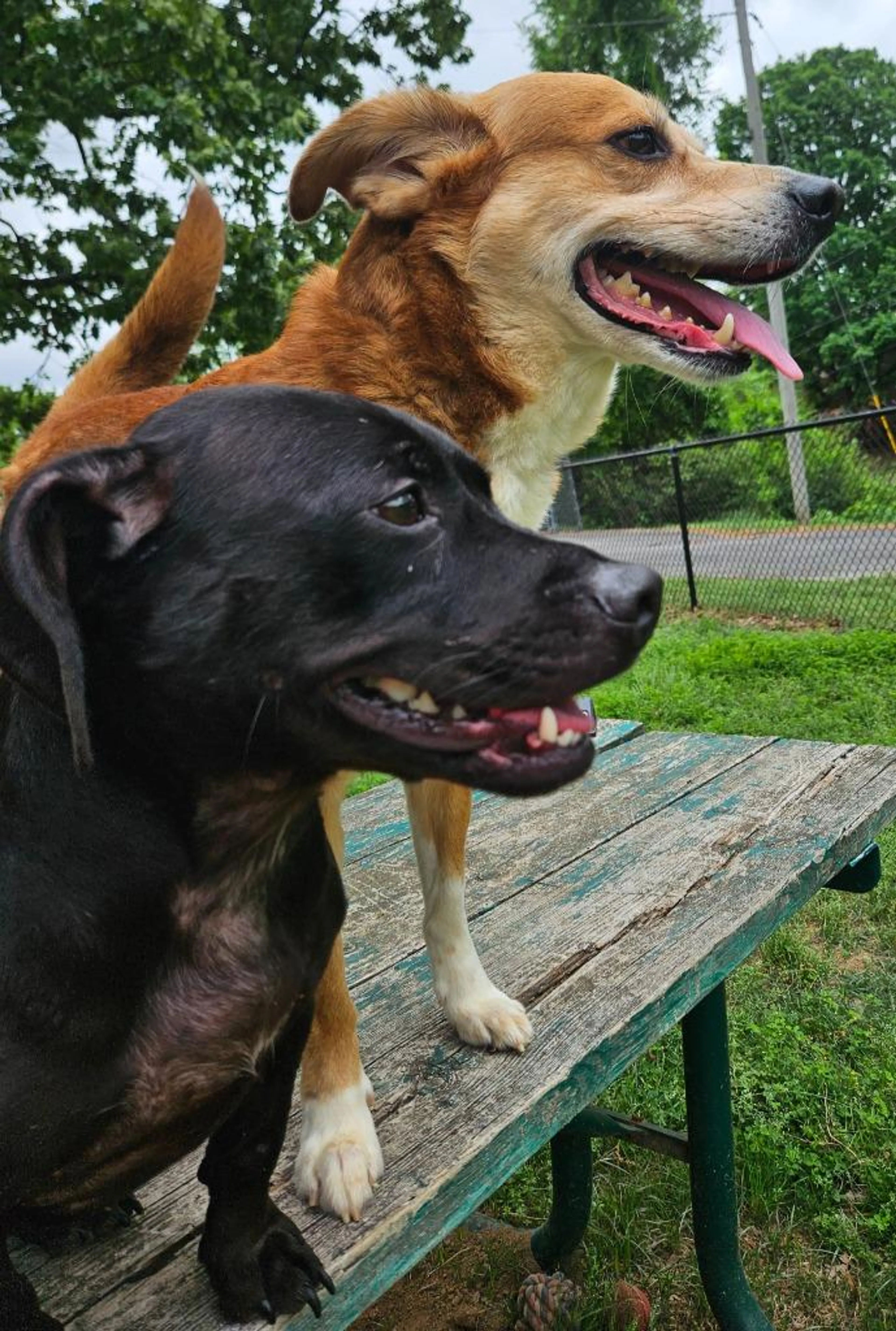 Found pet-4