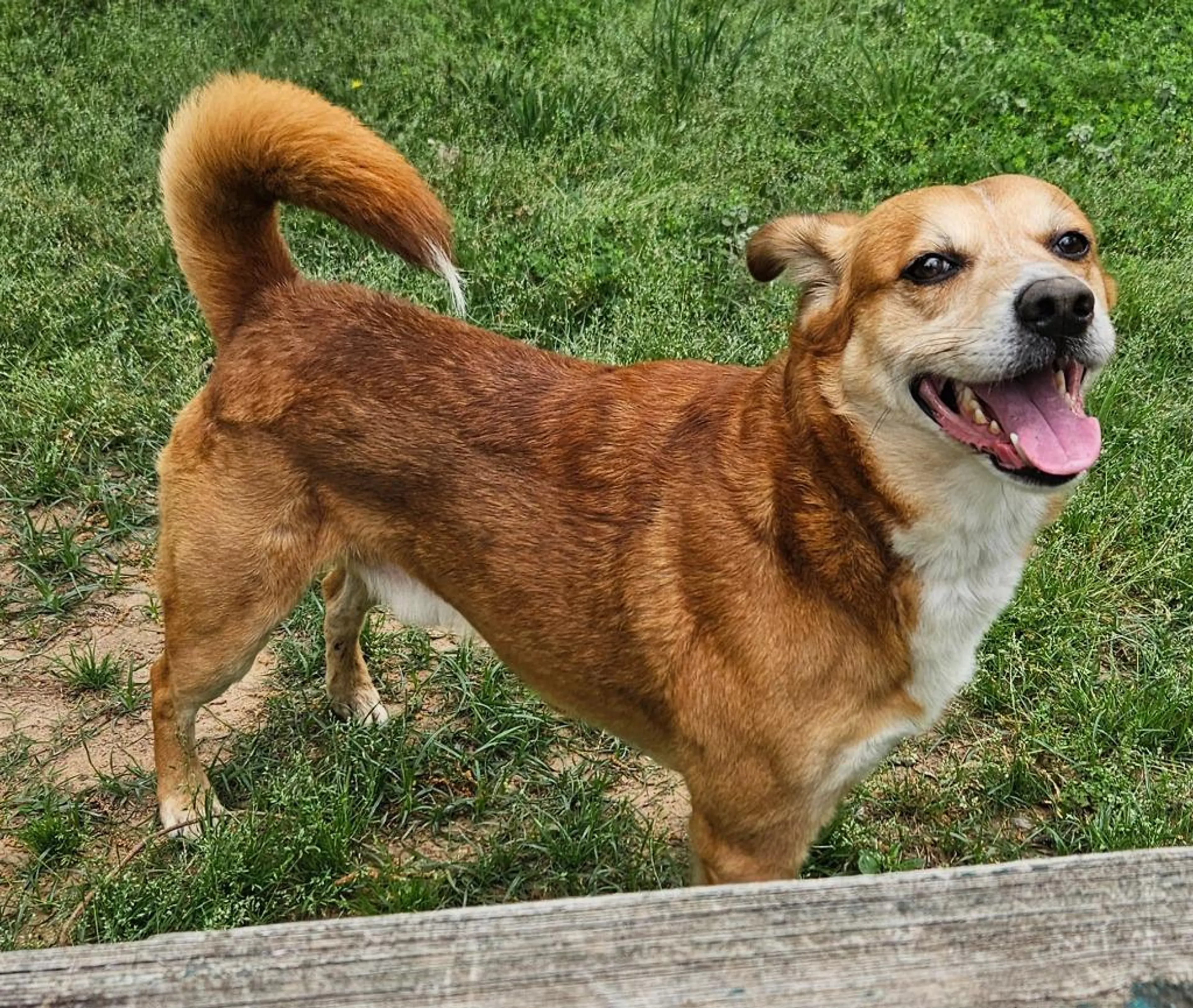 Found pet-2