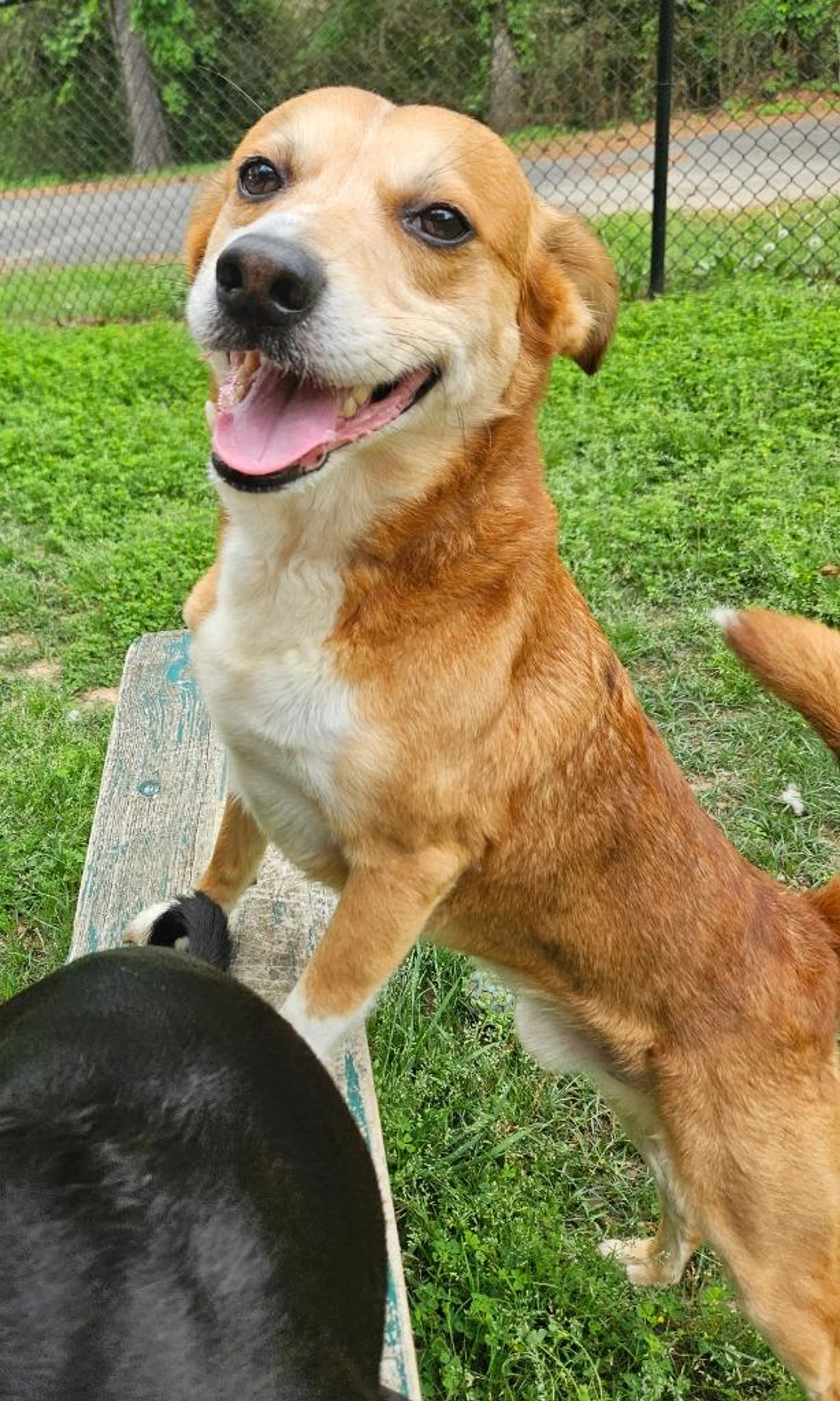 Found pet-3