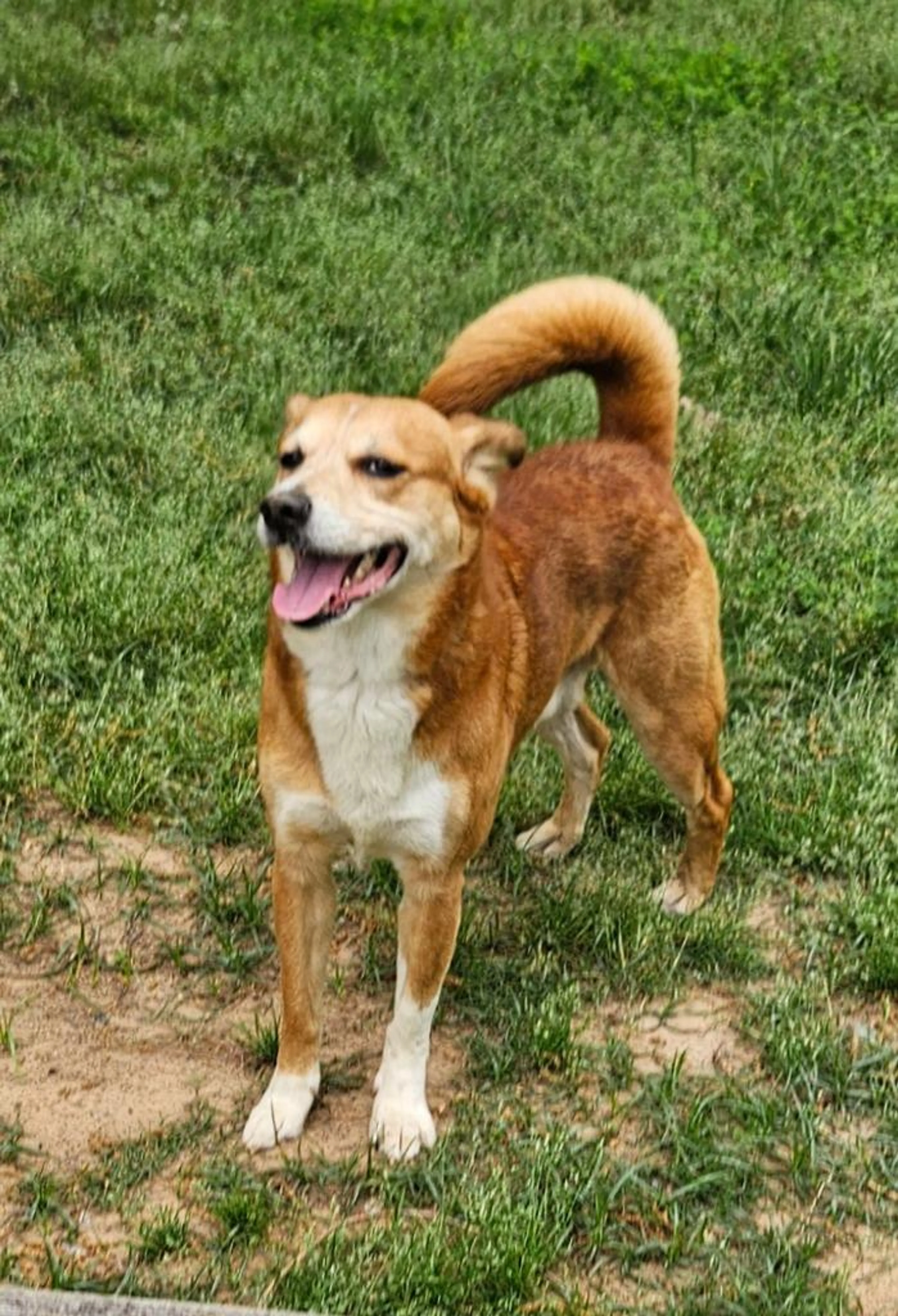 Found pet-5